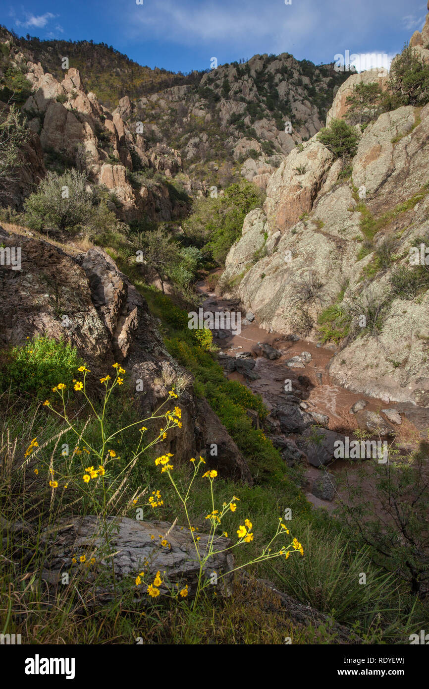 Das Wasser fließt durch Gallinas Canyon der Gila National Forest von New Mexico Stockfoto