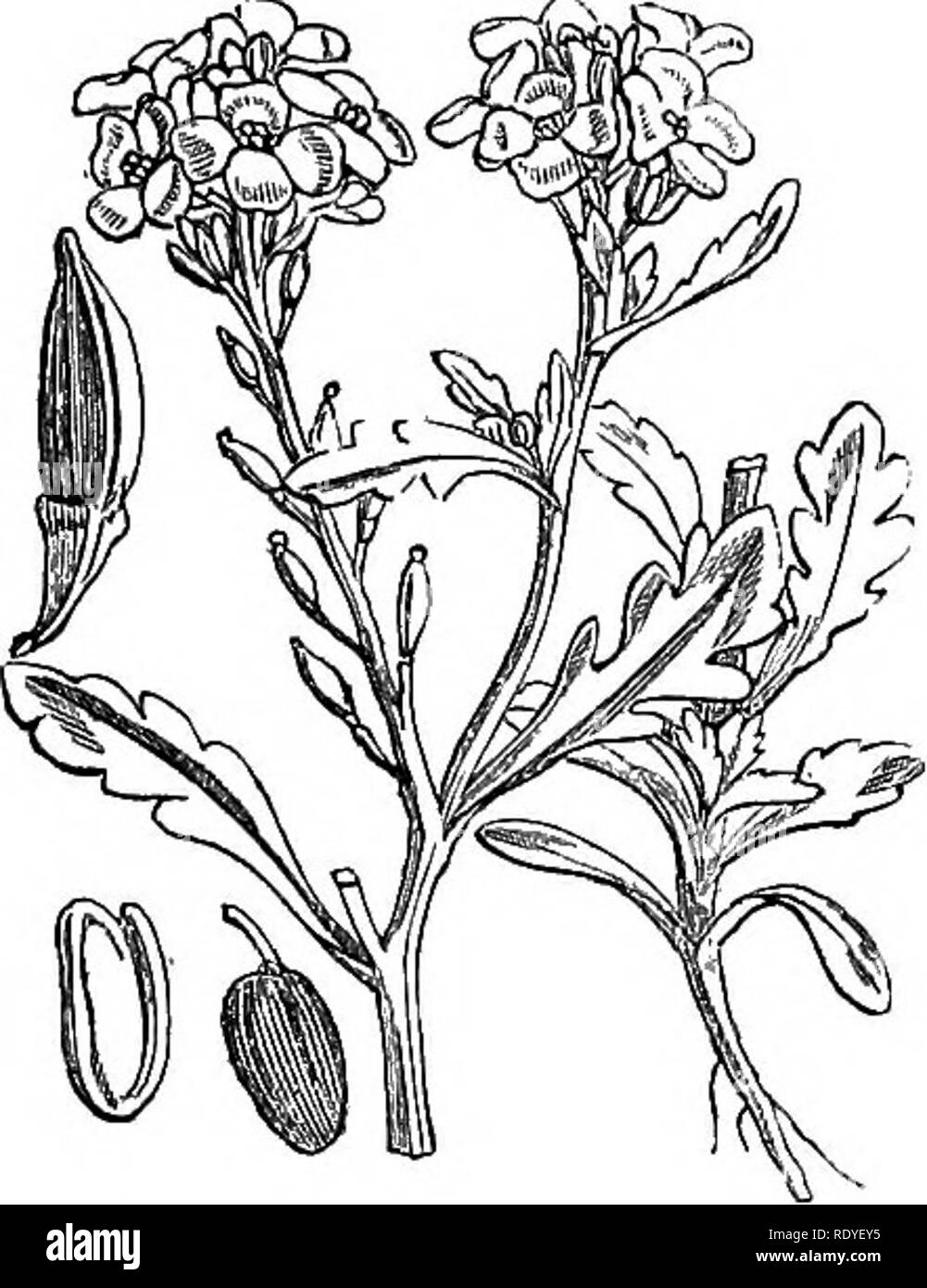 . Abbildungen der britischen Flora: Eine Reihe von holzstichen, mit Sezieren, britischer Pflanzen. Botanik; Botanik. 25. 110. Cakile maritima.. Bitte beachten Sie, dass diese Bilder sind von der gescannten Seite Bilder, die digital für die Lesbarkeit verbessert haben mögen - Färbung und Aussehen dieser Abbildungen können nicht perfekt dem Original ähneln. extrahiert. Fitch, W. H. (Walter Haube), 1817-1892; Smith, Worthington George, 1835-1917; Bentham, George, 1800-1884. Handbuch der britischen Flora. London, L. Reeve &Amp; Co. Stockfoto