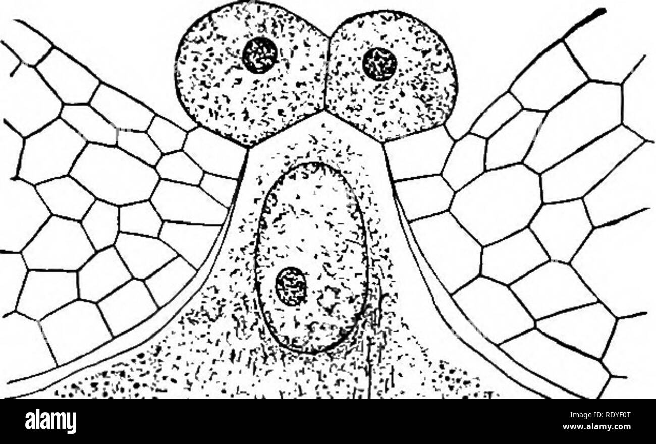 . Ein Lehrbuch der Botanik für Hochschulen und Universitäten ... Botanik. Abb. 446. Â Schematische Abschnitt der Eizelle von Dioon^ show-ing die dicken Körperdecke frei von nucellus am Schnabel (in der die Pollen Kammer ist offensichtlich, aber nicht geöffnet); die drei Schichten des Testa, äußere fleischig (trav-ersed durch vaskuläre Stränge), steinigen (Dicke und schattiert) und die Innere fleischig (Distinct in der Region des Schnabels, aber verschmolzen mit nucellu'; sein - niedrig, und durch Gefäßsträngen Verfahren); der Embryo sac con Aufrechterhaltung des Weiblichen gametophyte (Endosperm), bei denen zwei archegonia vorhanden sind. ÂAfter Chamberlain.. "-;.".-." "^â¢ v Stockfoto