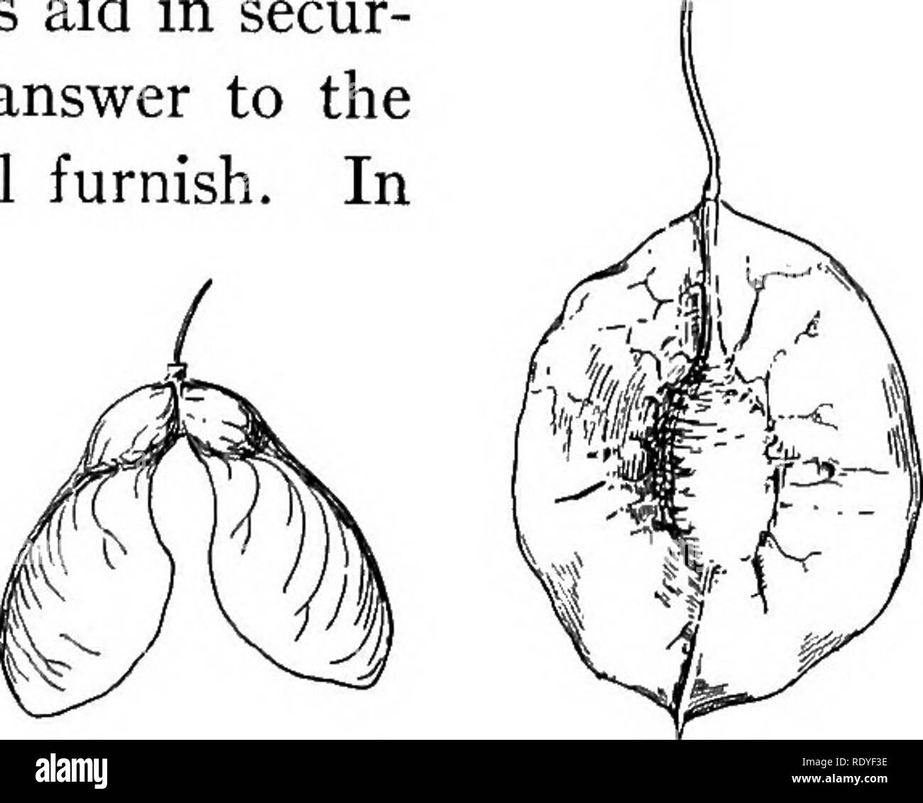 . Pflanzen Leben und Werk verwendet; eine elementare Lehrbuch, eine Stiftung für das Studium der Landwirtschaft, Hauswirtschaft oder Hochschule Botanik. Botanik. Obst 63. Abb. 14. - Geflügelte Frucht des Ahorn. Abb. 15. - Geflügelte Frucht des hop Baum. Früchte, Samen Container, sind oft Geräte für die Sicherung der Verteilung von Saatgut, ein Prozeß, der berufen ist, Verbreitung oder samenverbreitung. Natürlich ergeben sich zwei Fragen: (i) Was sind die Vorteile, die Samen weit verstreut? (2) Welches sind die Wege, auf denen Früchte Beihilfen in Secur-ing diese Streuung? Die Antwort auf die erste Ihre eigenen Gedanke wi Stockfoto
