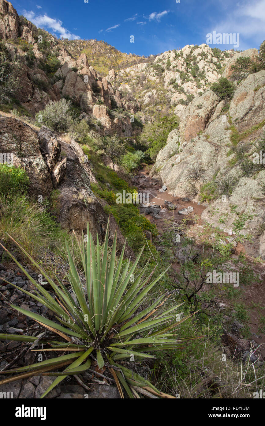Das Wasser fließt durch Gallinas Canyon der Gila National Forest von New Mexico Stockfoto