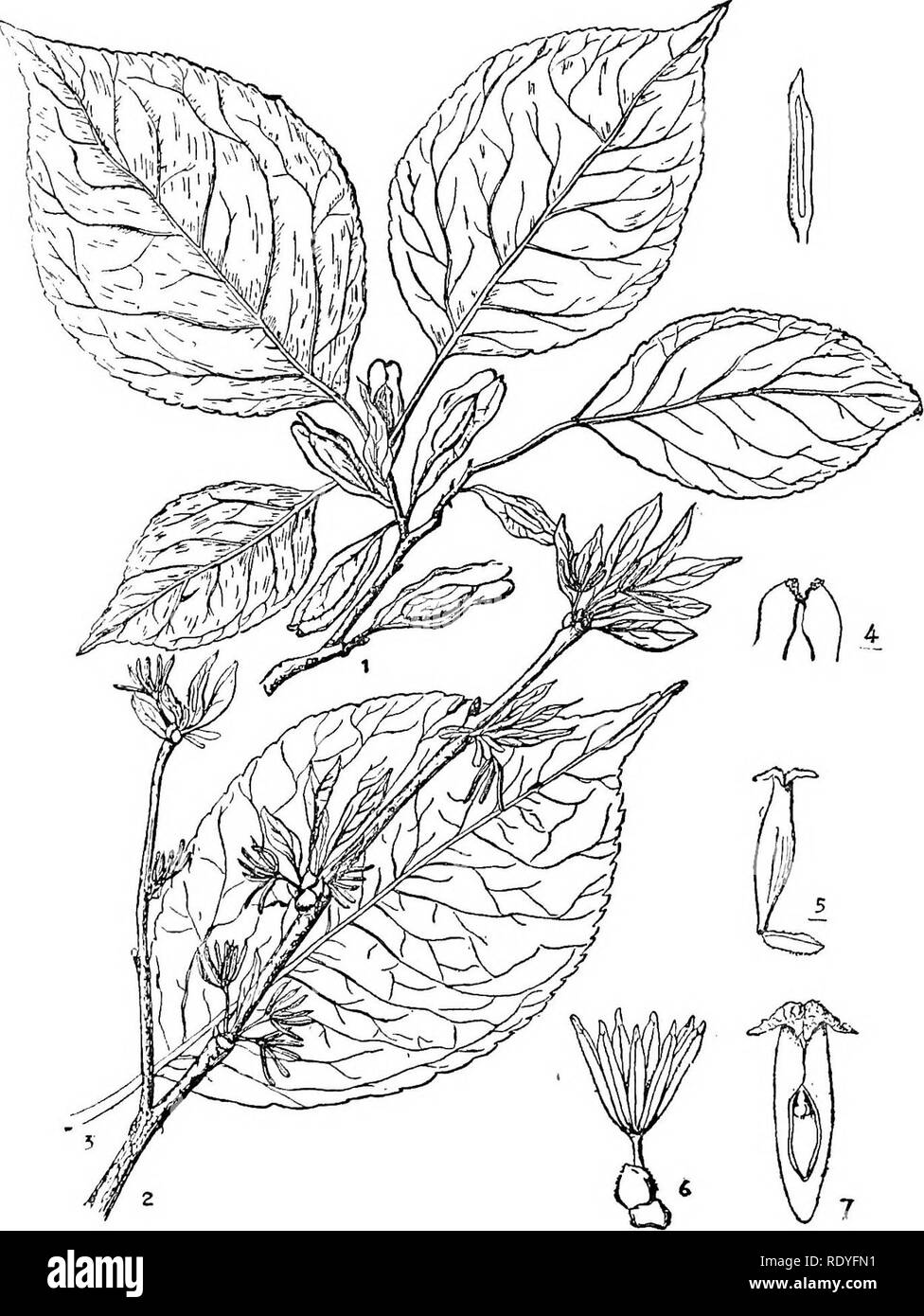 . Chinesischen Wirtschafts- bäumen. Bäume. 146 chinesischen Wirtschafts- bäumen. Platte 55. EUCOMMIA ULMOIDES Oliver 1. Fruchtenden trieb; 2. Blühenden Zweig; 3. Blatt; 4. Ende der Samen; 5. Pistillate Blume; 6. Staminate Blume; 7. Abschnitt des Eierstocks. (Details angepasst von "icones Plantarum."). Bitte beachten Sie, dass diese Bilder sind von der gescannten Seite Bilder, die digital für die Lesbarkeit verbessert haben mögen - Färbung und Aussehen dieser Abbildungen können nicht perfekt dem Original ähneln. extrahiert. Chi?e?n, Huan-yung, 1895 -. [Shanghai] Gedruckt von der Commercial Press Ltd. Stockfoto