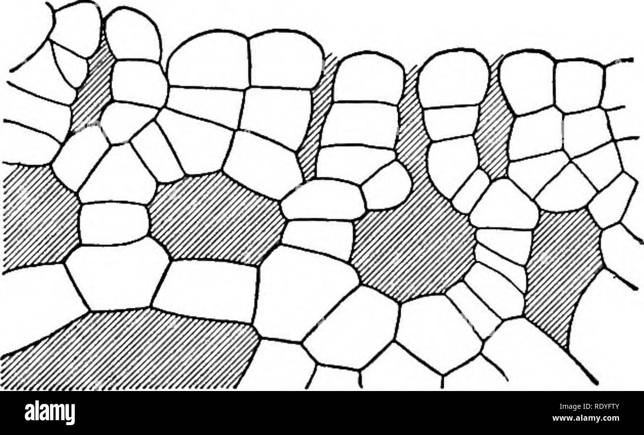 . Ein Lehrbuch der Botanik für Hochschulen und Universitäten ... Botanik. Abb. 202. - Riccia: Zeigt die gametophyte dichotomously dorsiventral, Verzweigungen, die das rhizoids und Schuppen von seinen ventrale Oberfläche; die Zeilen von dunklen Stellen, die mit der Unterseite der auffällige Rillen auf der Rückenseite sind Sporophyten, das zeigen auch die Position von der ehemals besetzten archegonia.. Abb. 203. - Riccia: Schnitt durch dorsalen Region Thallus, zeigt die interzelluläre Spalten, oft Vergrößern in Kammern, durch die die Zellen, die chloroplasten durch eine interne Atmosphäre getaucht sind. - Ein Stockfoto