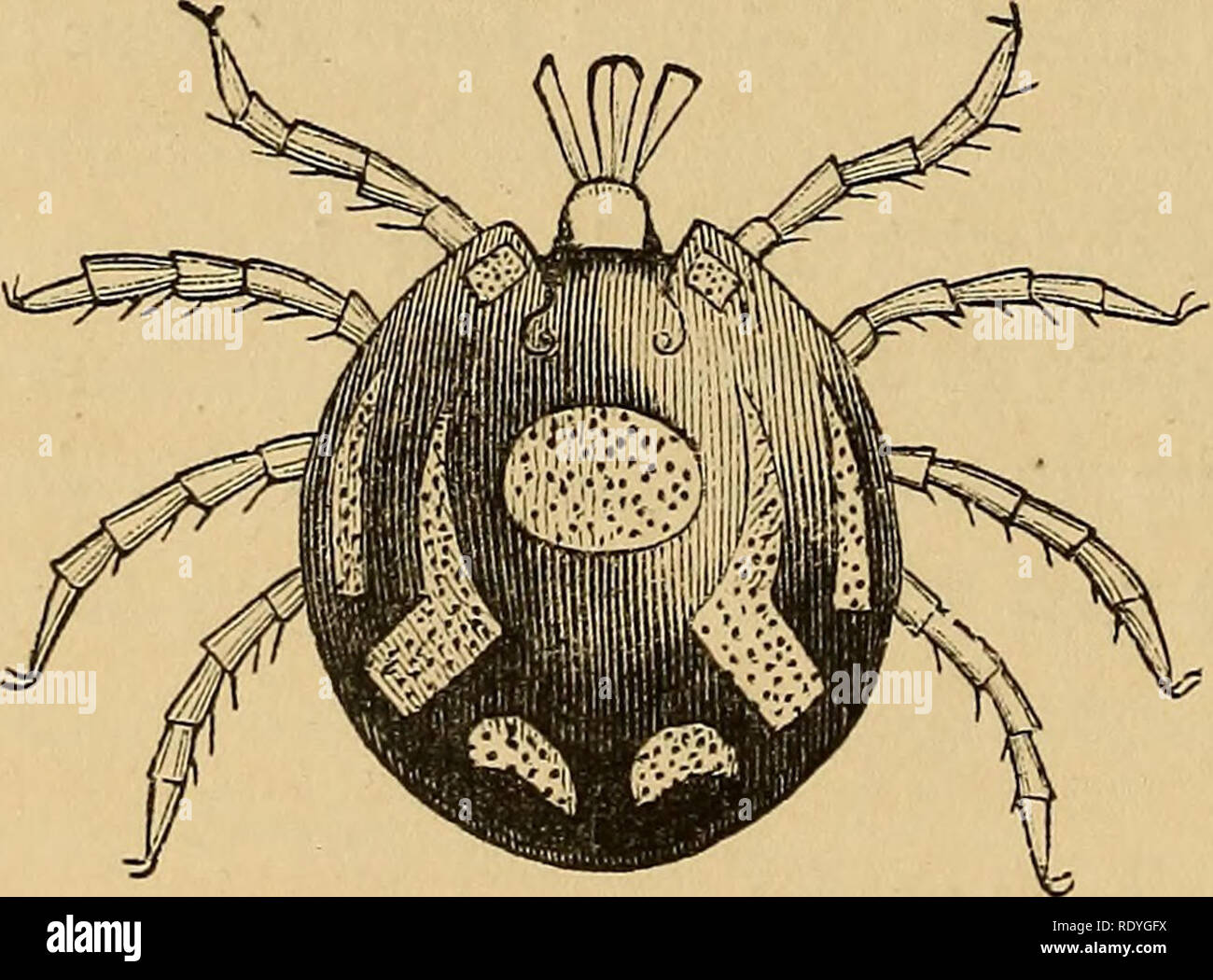 . Ökonomische Entomologie. Nützliche Insekten; Schädlinge; Thysanura. 204 ARACHNOIDEA. Bei Ophiodes ophiophilus (^ MuU., Nov. Aet. Nat. Cuv. 1831).- 31. Erweiterten J^^^-Skizze von dito, von midler Bild kopiert. Nr. 31. ^ eine Pflanzenart aus Südafrika, die in Gefangenschaft gehaltenen Schlangen gefunden wurde. Die Farbe des Körpers ist aus hellem Blaugrün wie Türkis. j&lt; Fos. Ophiodes Gervaisii {Lticas, Soc. Ent. Fr. 1847).- 32. Skizze 32, 33 vergrößert. der männlichen von dito; 33. Dito der weiblichen. Dies war unter den Schuppen der Boa constrictor gefunden. Nr. 34. Ophiodes gracilentus {Lucas^ Ann. Soc. Ent. Fr. 1846).- 34. Enla Stockfoto