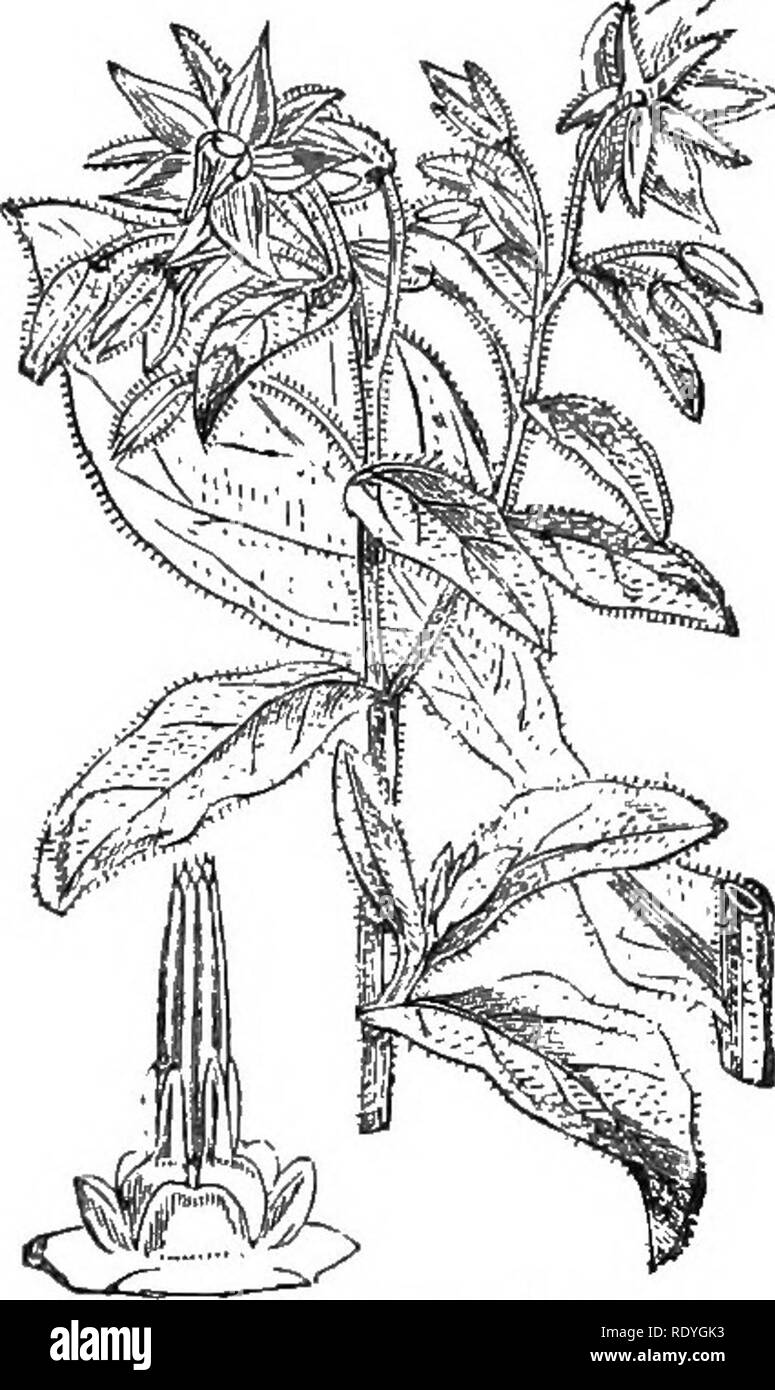 . Auf Britischen wilden Blumen in Bezug auf die Insekten. Blumen; Düngung von Pflanzen, die von Insekten und Pflanzen. V. BORRETSCH. 129 das Rohr, und teilt am Ende in zwei kurze Äste, mit terminal Narben. In dieser Arten, More) re, cross-fertihsation wird bevorzugt; erstens durch die Tatsache, dass die Staubgefäße reifen, bevor die Narben, und zweitens durch die relative Position der beiden, die Narben, die wir in so vielen anderen Fällen gesehen haben, etwas über die staubgefäße. Unter diesen Umständen die gegenseitige Befruchtung ist so gründlich^. Abb. g ^.- Borngo Abl.^ iclnatu. gesichert ist, dass die Pflanze ist Stockfoto