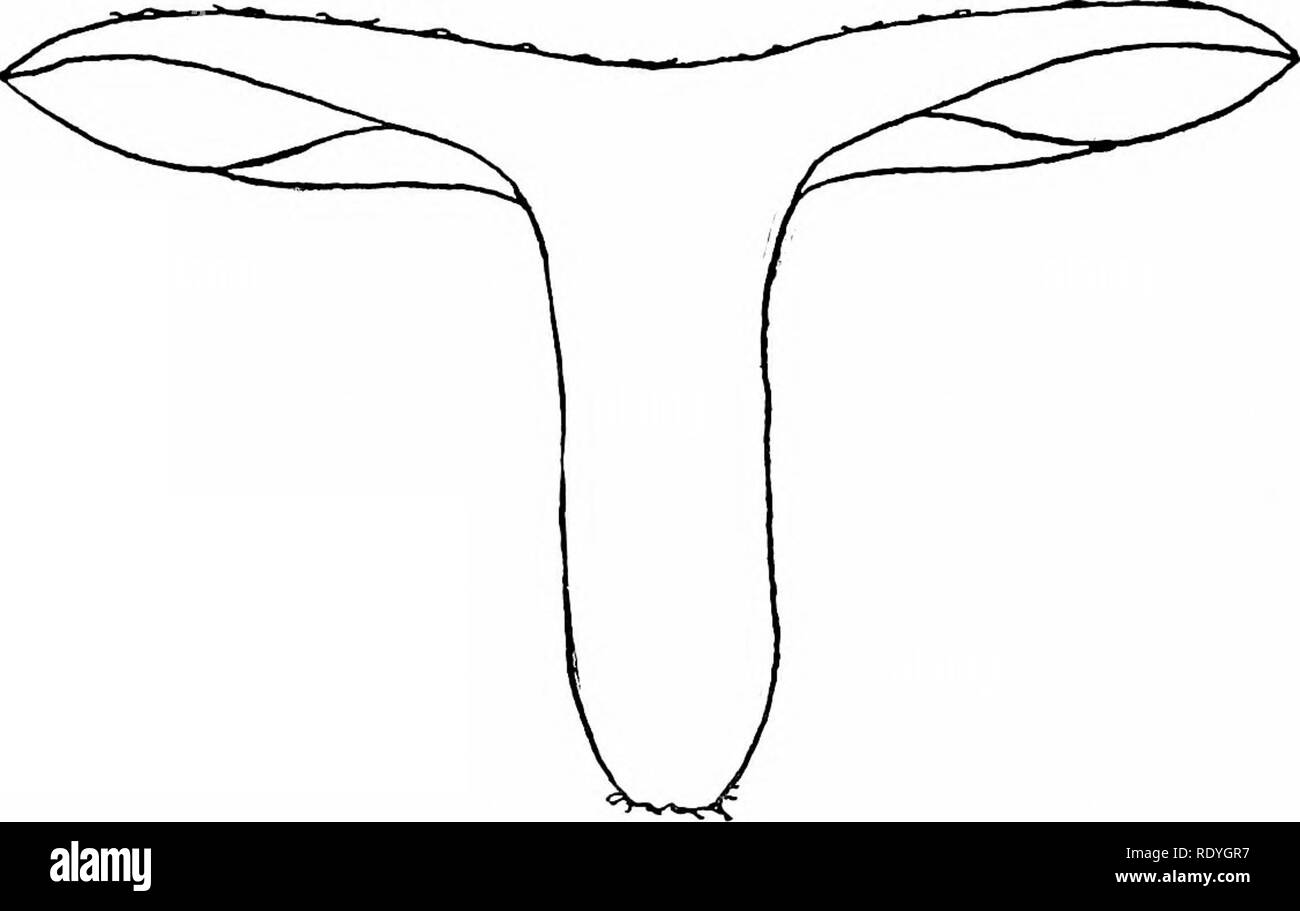 . Der Pilz Buch: Ein beliebter Leitfaden für die Identifizierung und Untersuchung von unseren gewöhnlichen Pilze, mit besonderem Schwerpunkt auf die essbaren Sorten. Pilze, Pilze, Essbar; Kochen (Pilze); Cbk. Weiß-Serie spored Geschmack - Beißenden und Beißen. Zeit - Juli bis November. Lebensraum - In feuchten Wiesen, in Wäldern, in der grasartigen Orte, unter Pinien und Tannen. Psathyrella emetica ist eine gefährliche Arten, können aber leicht durch seinen pfeffrigen Geschmack unterscheiden. Grüne Psathyrella; Verdette (Essbare) Psathyrella virescens Mütze oder Hut - Grau-grün. Auf den ersten gewölbt, dann erweitert; konvexe oder in der Mitte gedrückt. Fest und trocken Stockfoto