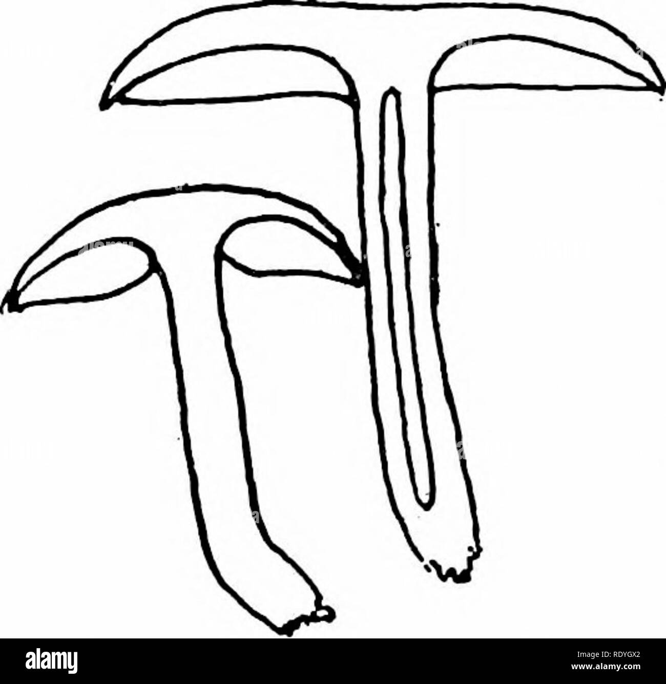 . Der Pilz Buch: Ein beliebter Leitfaden für die Identifizierung und Untersuchung von unseren gewöhnlichen Pilze, mit besonderem Schwerpunkt auf die essbaren Sorten. Pilze, Pilze, Essbar; Kochen (Pilze); Cbk. Pilze mit Kiemen Kiemen oder Lamella-distanzierte, etwas gebogen, nach unten wachsenden am Lenkervorbau (decurrent). Gelb, manchmal mit zinnoberrot gefärbt. Ungleich. Stiel oder Stipe - Glatte, nicht wirklich solide, Farbig wie die Gap, weißlich. Ring oder Ringraum - Keine. Sporen - Weiß. Fleisch - unangenehm im Geschmack. Lebensraum - Sümpfe und feuchten und schattigen Plätzen. Die Probe fotografiert wurde in dichten Mischwäldern gefunden, L Stockfoto