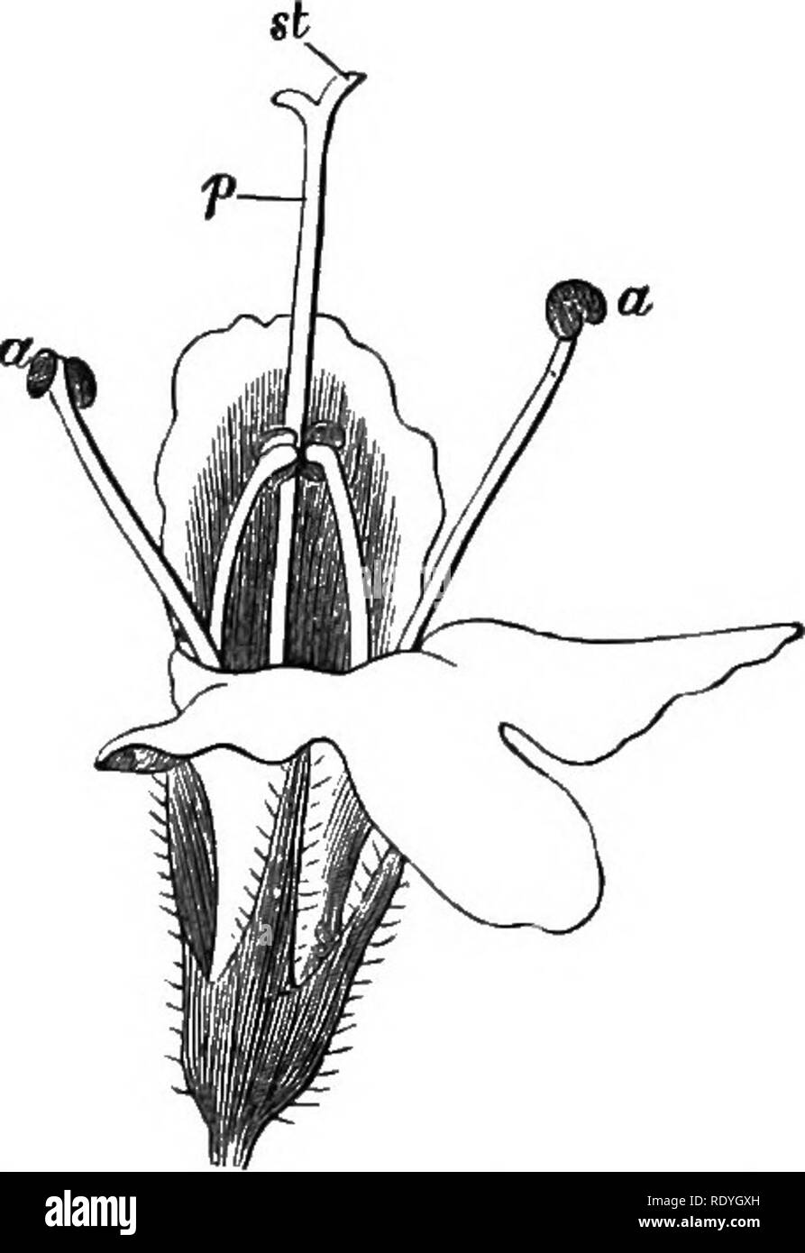 . Auf Britischen wilden Blumen in Bezug auf die Insekten. Blumen; Düngung von Pflanzen, die von Insekten und Pflanzen. Abb. 32.- Thytnus serfryllum, in rhe Ftg. 33. - Thymus serpyllum^ in der ersten Bedingung, mit Reifen Staubgefäßen. . Zweite Voraussetzung, mit erwachsenen Stigma, St.. Bitte beachten Sie, dass diese Bilder sind von der gescannten Seite Bilder, die digital für die Lesbarkeit verbessert haben mögen - Färbung und Aussehen dieser Abbildungen können nicht perfekt dem Original ähneln. extrahiert. Lubbock, John, Sir, 1834-1913. London, Macmillan und Co. Stockfoto