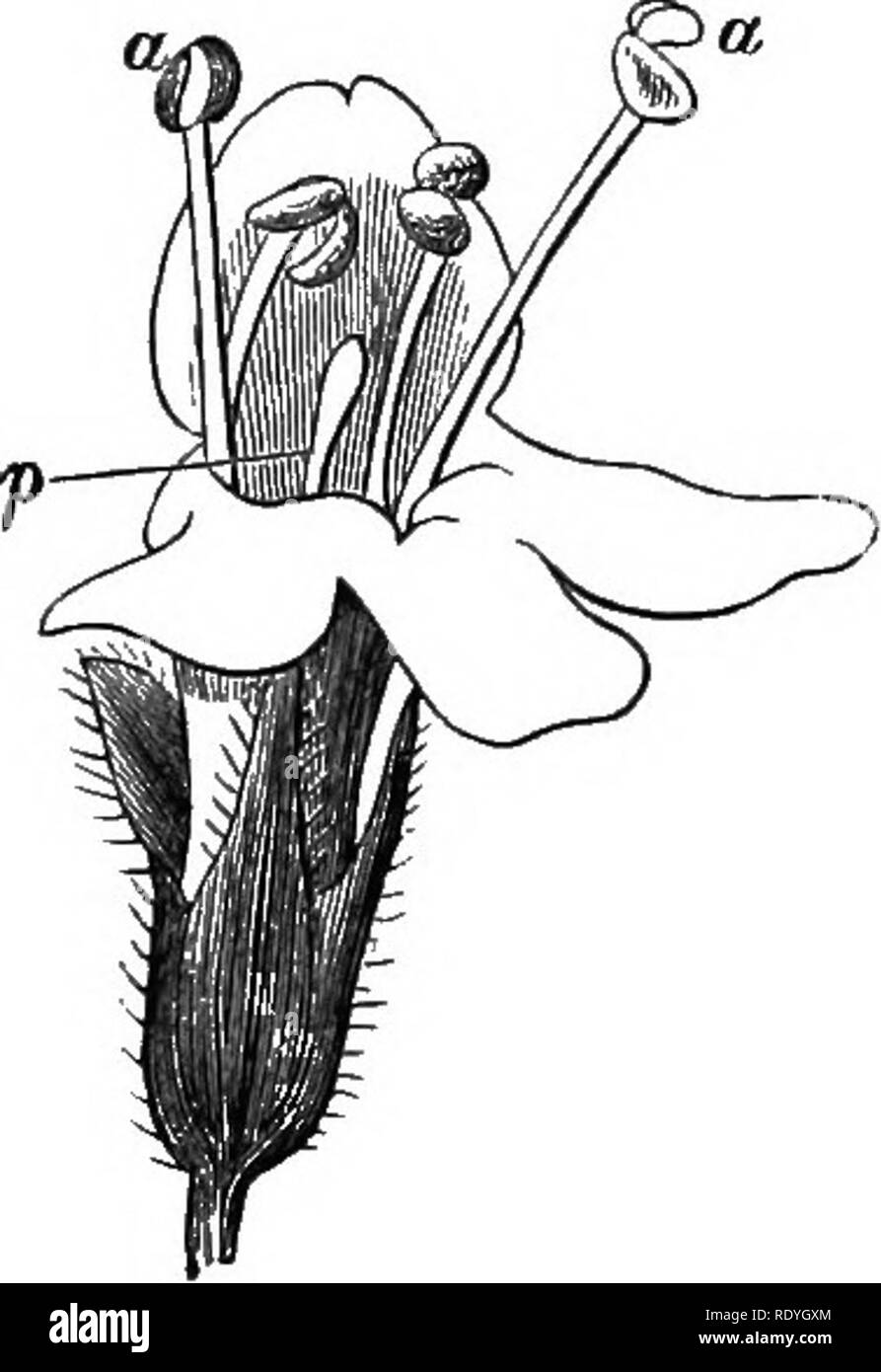 . Auf Britischen wilden Blumen in Bezug auf die Insekten. Blumen; Düngung von Pflanzen, die von Insekten und Pflanzen. Ii.] Thymian, myosotis. 3 "Die Schande.^ In einigen Fällen Blumen, die erste männliche und dann weiblich, männlich sind am ersten Tag. Bitte beachten Sie, dass diese Bilder sind von der gescannten Seite Bilder, die digital für die Lesbarkeit verbessert haben mögen - Färbung und Aussehen dieser Abbildungen können nicht perfekt dem Original ähneln. extrahiert. Lubbock, John, Sir, 1834-1913. London, Macmillan und Co. Stockfoto