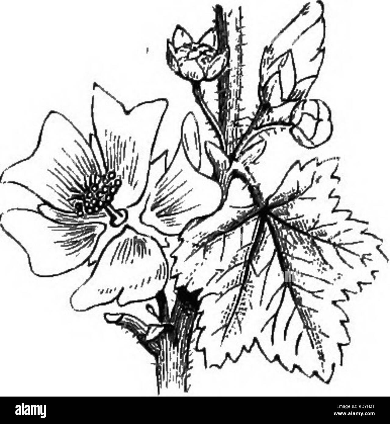 . Auf Britischen wilden Blumen in Bezug auf die Insekten. Blumen; Düngung von Pflanzen, die von Insekten und Pflanzen. -^ Ich. r^xy^^ 4. Bitte beachten Sie, dass diese Bilder sind von der gescannten Seite Bilder, die digital für die Lesbarkeit verbessert haben mögen - Färbung und Aussehen dieser Abbildungen können nicht perfekt dem Original ähneln. extrahiert. Lubbock, John, Sir, 1834-1913. London, Macmillan und Co. Stockfoto