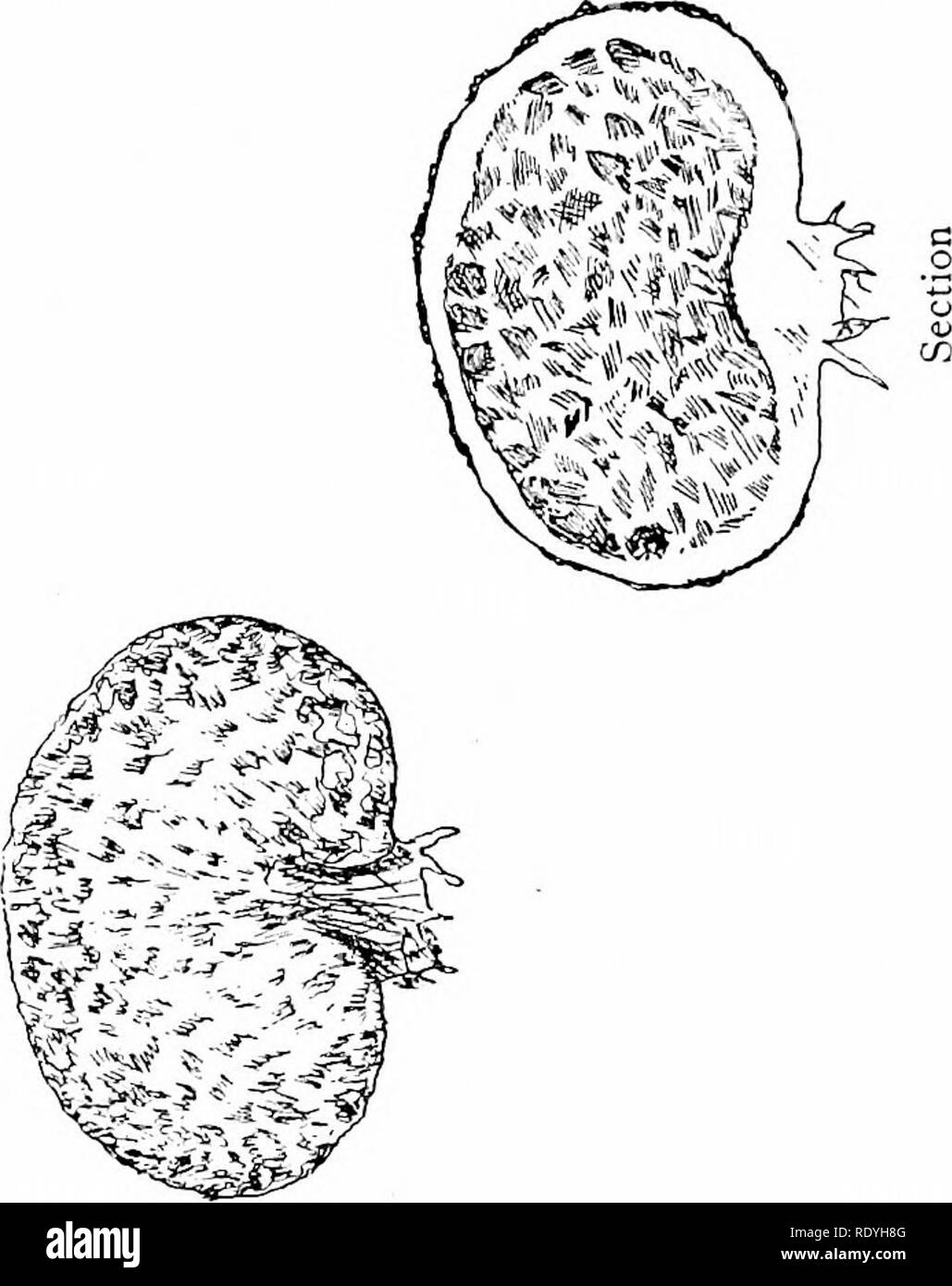 . Der Pilz Buch: Ein beliebter Leitfaden für die Identifizierung und Untersuchung von unseren gewöhnlichen Pilze, mit besonderem Schwerpunkt auf die essbaren Sorten. Pilze, Pilze, Essbar; Kochen (Pilze); Cbk. 4 -&gt;"" t* (-CI) CU T) Cll â * 7^U cu". &Gt;&lt; J 1 c1 J-cu T , C/l&gt;&gt;.*!. l t; CL) - £ ed wit spor CU T3 CD-p^5 O o u3*T-a. - C •" Go w5CU c/3^' o. Grobe Missstände, T3 CD c c - ein Cu-S Haut ru r e g u1 a&gt;, 5 5 3-a Â £&gt;'; 5 jz c/l Â £1 r-CD. S C M*5^c ein. "" 1/3 U+J+J" S J3 P-. Bitte beachten Sie, dass diese Bilder aus gescannten extrahiert werden Stockfoto