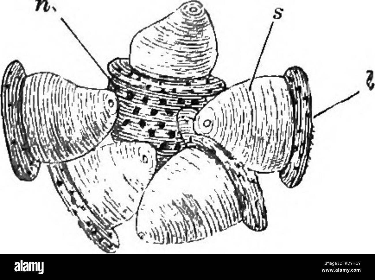 . Eine Einführung in die pflanzlichen Physiologie. Pflanzenphysiologie. Fia. 111.- Latictferous Zelle prom Euphorbia, mit dumb-bell-shaped Stärke Körner. Abb. 112.- Gruppe op Stange - wie Leucoplasts, I, jeweils eine Stärke, Getreide, S Lager, sammelte RUND UM DIE KERN, 11, OP EINE ZELLE OP DIE PSEUDO-LAMPE OP eine Orchidee (Phajus grandi - foUus). x500. (Nach Schimper.) Jedoch leichter in andere Pflanzen. Abb. 112 zeigt eine Gruppe von ihnen, die Stärke Körner in eine Zelle in einer der Orchideen. Die größere Masse der einzelnen liegt auf der Außenseite der Korn; sie sind - wie in der Form und nicht rund wie in der Kartoffel. In Th Stockfoto