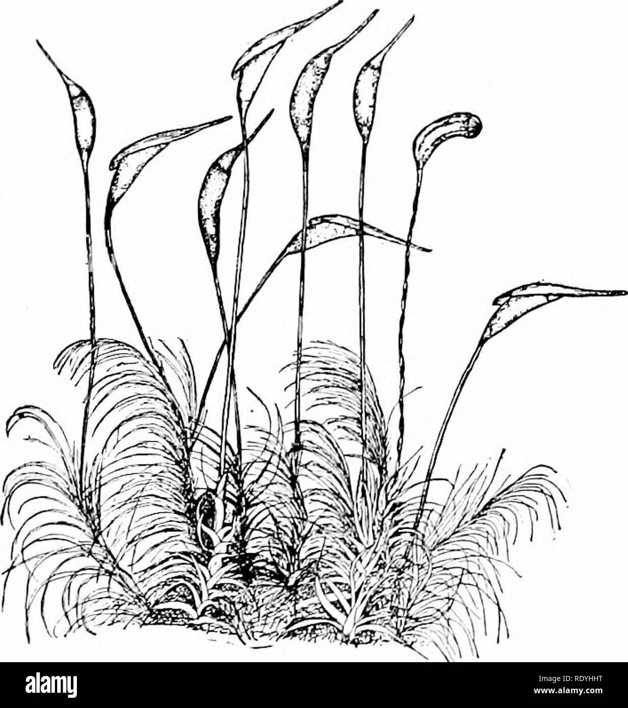 . Der Pilz Buch: Ein beliebter Leitfaden für die Identifizierung und Untersuchung von unseren gewöhnlichen Pilze, mit besonderem Schwerpunkt auf die essbaren Sorten. Pilze, Pilze, Essbar; Kochen (Pilze); Cbk. Das Verhältnis von Pilzen auf andere Anlagen zu einer Änderung der Form der veränderten Umgebung besser Anzug gezwungen werden. Der Anfänger sieht nichts in den Braunen, oder auch in der bunten, Pilze zu Krieg - seine Berufung, sie Pflanzen rant. Sie sind für ihn "nur Fliegenpilze;" für grüne Farbstoffe - seine erste Kriterium für Pflanzen - ist nicht da, und darüber hinaus gibt es noth - ing in ihrer Form Stockfoto