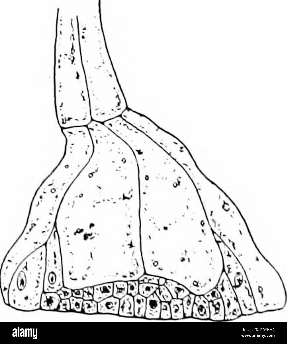 . Morphologie der Angiospermen (Morphologie der spermatophyten. Teil II). Angiospermen; Pflanze Morphologie. Abb. 92. (Immer noch B-Loranthuspentandrus. A, jungen Embryo in Endosperm; thiok-led Gewebe an der Basis der tief schattigen verklagen;,, Embryo; s, suspensor; SS; £. Später e, der Embryo die beständige Basis der Sae erreicht hat und abgeflacht werden; x Hi - nach Treub. m-bryo (Abb. 92). In Myoporum, wie nach Billings beschrieben, 70 Die suspensor ist auch extrem lange und filamentöses, zwang die Abstimmung Embryo in der Masse der Endosperm. Bitte beachten Sie, dass diese Bilder sind extracte Stockfoto
