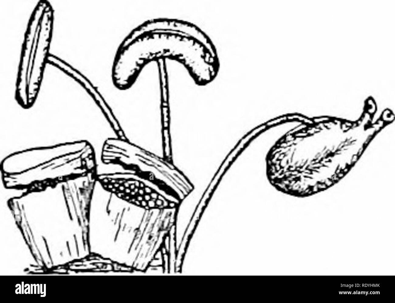 . Der Pilz Buch: Ein beliebter Leitfaden für die Identifizierung und Untersuchung von unseren gewöhnlichen Pilze, mit besonderem Schwerpunkt auf die essbaren Sorten. Pilze, Pilze, Essbar; Kochen (Pilze); Cbk. Geniale Staubgefäßen. Bitte beachten Sie, dass diese Bilder sind von der gescannten Seite Bilder, die digital für die Lesbarkeit verbessert haben mögen - Färbung und Aussehen dieser Abbildungen können nicht perfekt dem Original ähneln. extrahiert. Marschall, Nina L. (Nina Lovering). New York: Doubleday, Seite Stockfoto