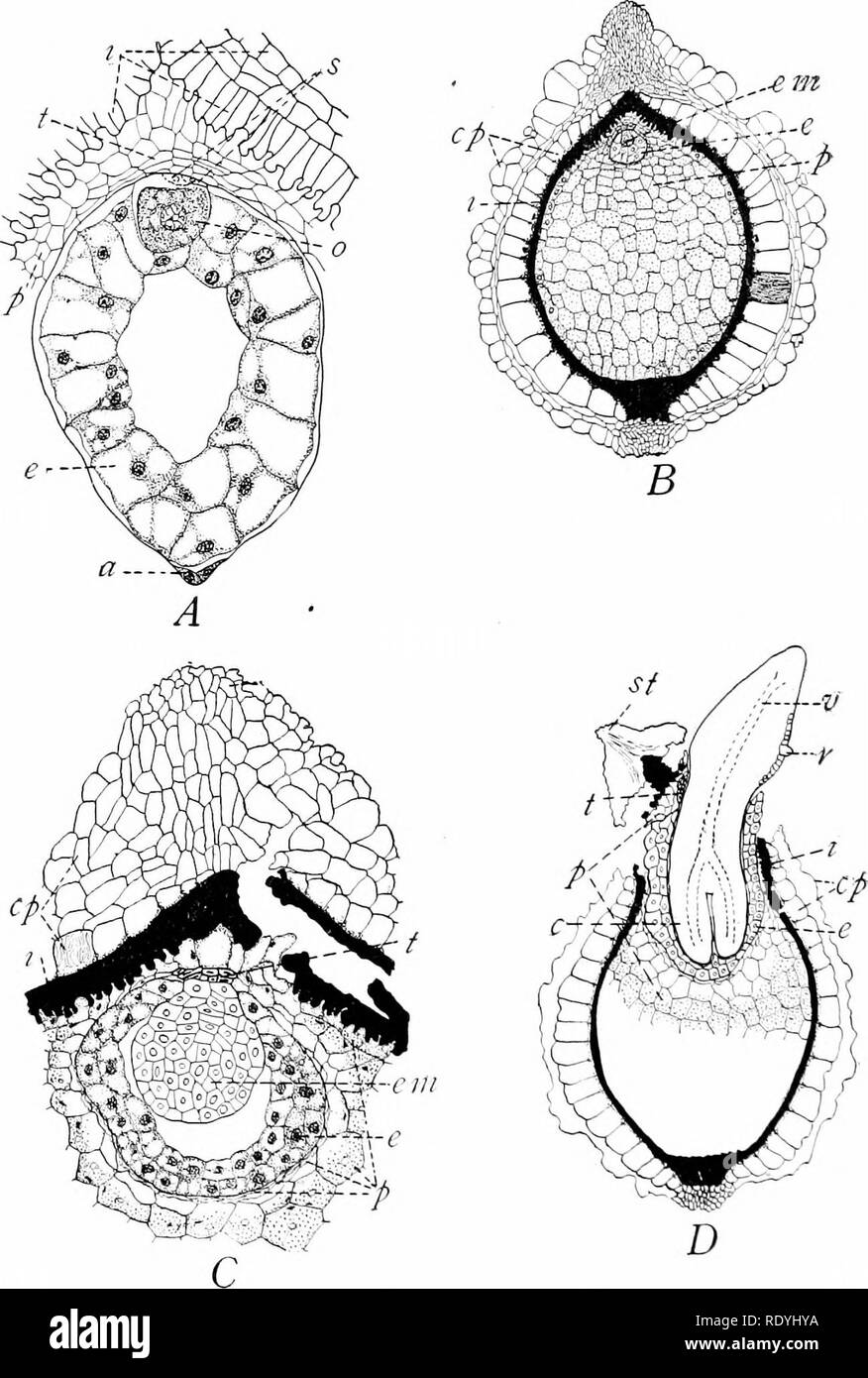 . Morphologie der Angiospermen (Morphologie der spermatophyten. Teil II