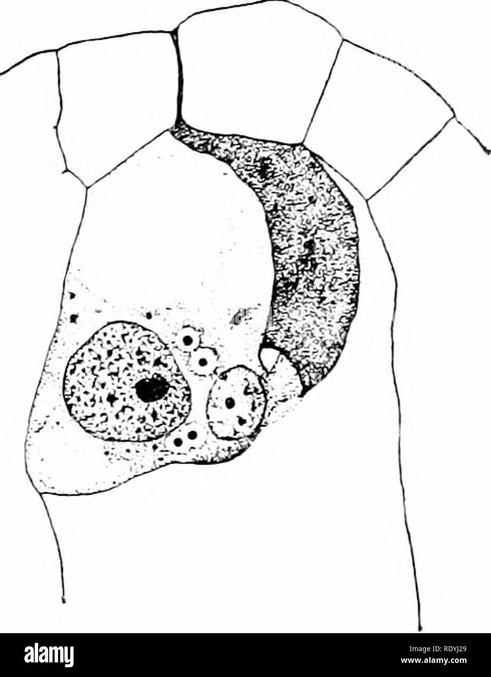 . Morphologie der Angiospermen (Morphologie der spermatophyten. Teil II). Angiospermen; Pflanze Morphologie. 15: MORPHOLOGIE DER ANGIOSPEEMS den Kern eines synergid bewegt sich auf das Rohr auf seinen Eingang in die Sae, und dass der Kern der anderen synergid bewegt sich auf den Kern der Eizelle. Falls das Rohr zwischen dem synergicls es Fortschritte direkt auf das Ei - Kern; aber für den Fall, es geht an der Wand entlang des Sac die Spitze der Tube Kurven in Richtung ei - Kern. In jedem Fall ist die Spitze des Rohr, in dem sich eine dünne Bereich (PIT) entwickelt wird, ist auf die Ei-Kern, wenn t Stockfoto