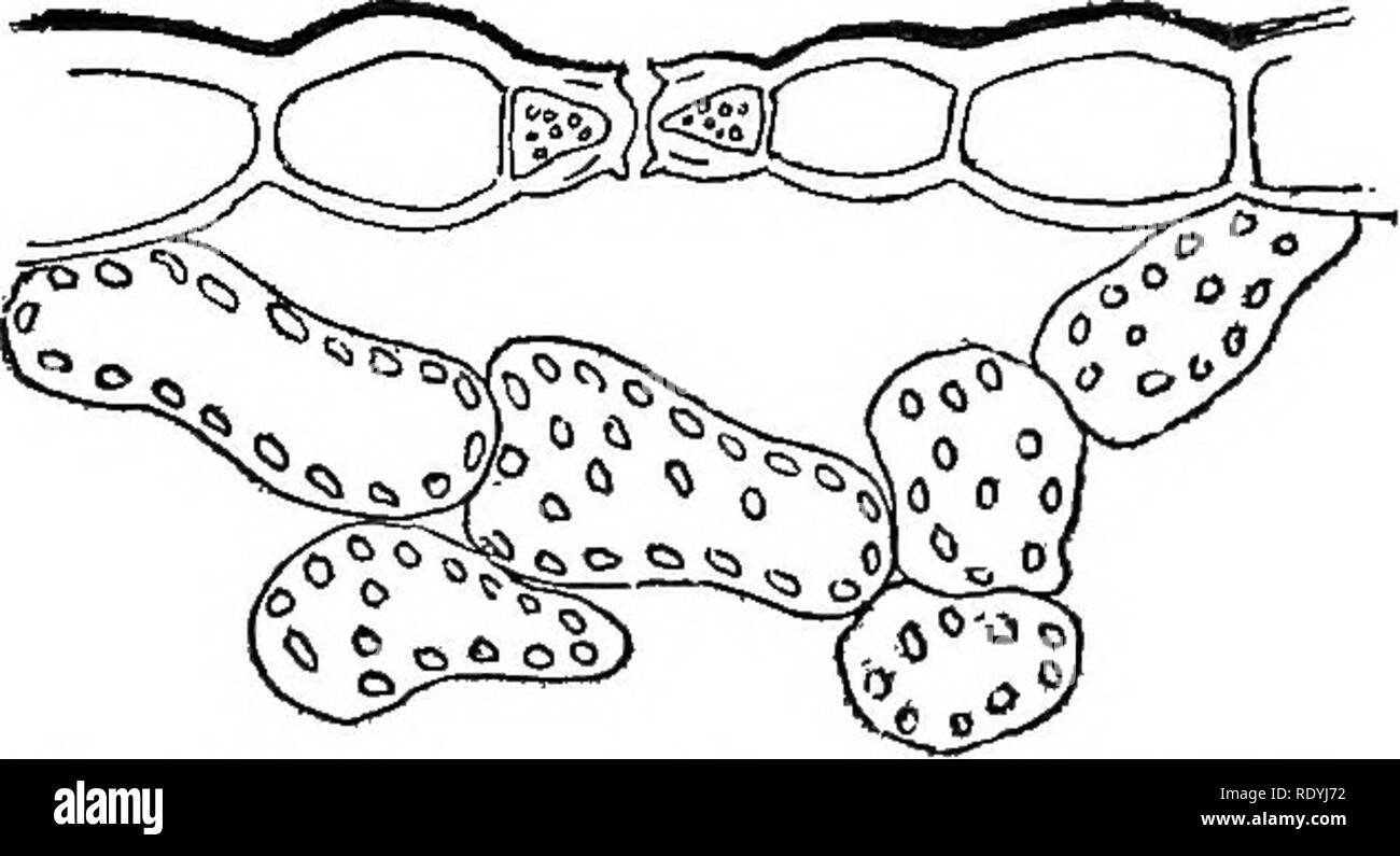 Stomata Guard Cells Stockfotos und bilder Kaufen Alamy