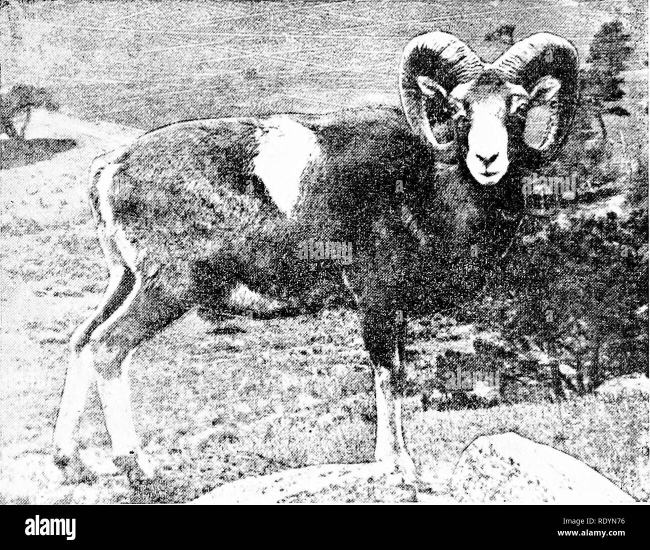 . Produktive Schafzucht. Schafe. Während der letzten 125 Jahre 29, Farbe kaum in das Problem, aus Wolle Verbesserung in der heutigen Zeit tritt, obwohl in einigen Rassen einige Schwierigkeiten ex ist - perienced bei der Verhinderung eines Lichtstreuung an dunklen Fasern im Vlies (Bild li).  Kombination verschiedener Eigenschaften der Fleece. - Das Problem der Zuordnung von Länge, Stärke und Gewicht mit der Qualität von Fleece hat Verbesserer der Wolle viel Aufwand verursacht. Länge kombiniert^C^^' '^'. Abb. 14.- Das Mufflon - eine wilde Schafe. Beachten Sie die mangelnde Einheitlichkeit in der Farbe. Die Außenseite des Fell ist Haar. Mit qua Stockfoto