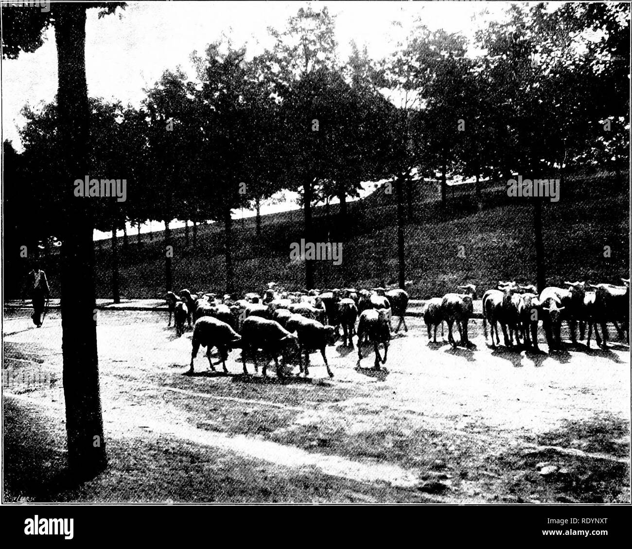 . Unsere heimische Tiere, ihre Gewohnheiten, Intelligenz und Nützlichkeit; tr. Aus dem Französischen von Gos. De Voogt, von Katharine S. Wormeley;. Heimische Tiere. Die Schafe 187 unter den Züchtern von Fine-wolle Schafe in der Afrikanischen Schafe, mit seinen langen, äußerlich Amerika, Deutschland und Australien. gebogene Nase, seine Schlappen, |) cndent Autos, und die Merino Schafe wurden zunächst in kurzen, dicken Schwanz importiert. Die lämmer f dieses Rennen su] jp] y Frankreich im Jahr 1766. Im Jahr 1786 eine Herde von vier Hun - Die welbknown Fell. Während noch sehr jungen dred wurde aus alten Kastilien importiert und die nachste - Sie sind mit einem kurzen, feine Wolle, (url Stockfoto