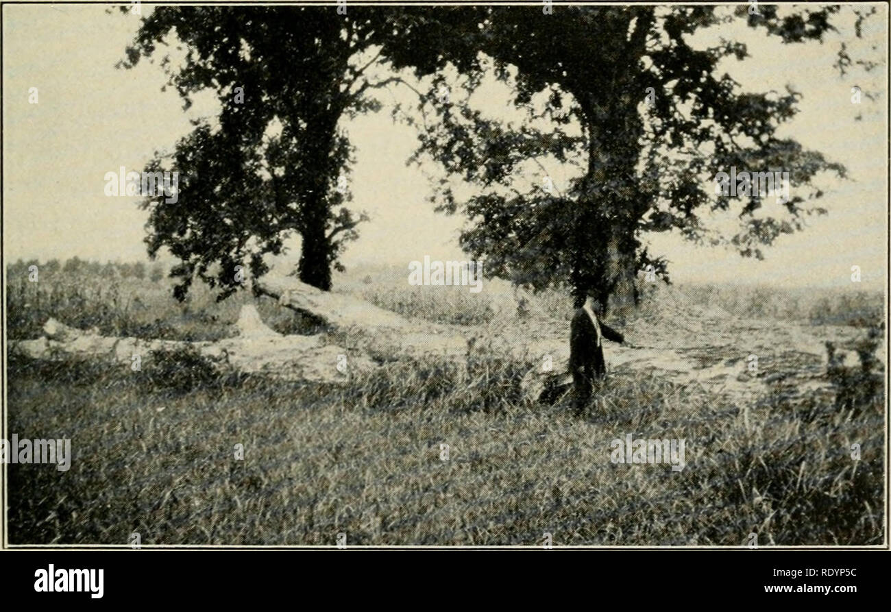 . Ökonomische Botanik von Alabama. Botanik, Wirtschaft, die Wälder und die Forstwirtschaft. Abb. 22. Zwei pecan Bäume, vermeintliche Reste der ursprünglichen Wald, in Dunkelbraun Lehmböden in den schwarzen Gürtel, etwa auf halbem Weg zwischen Marion und Uniontown, Perry County. September 25, 1924. Die Größte hatte einen Trunk 38 Zoll im Durchmesser. Die andere hatte nicht lange zuvor vom Blitz getroffen worden. Abb. 23. Angeblich native Pecan Bäume in Walker's unten, über zwei und halb Meilen westlich von Uniontown, in Marengo County, witii einen gefallenen Stamm der gleichen Spezies etwa vier Meter Durchmesser, in den Vordergrund. September 25. Stockfoto