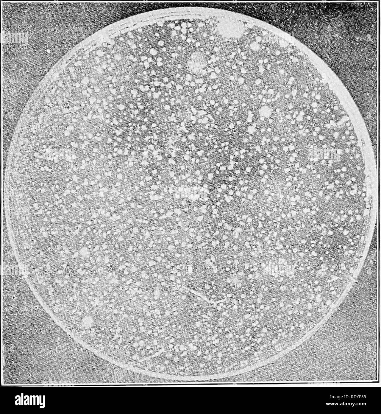 . Prinzipien und Praxis von Butter; eine Abhandlung über die chemischen und physikalischen Eigenschaften von Milch und seine Komponenten, dem Umgang mit Milch und Sahne, und die Herstellung von Butter davon. Butter und Milch. Gärt IN DER MILCH. 51 wird eine Reihe von Arten, die dieser Gruppe angehören. Die patho-transgene Keime, oder Krankheit-produzierende Bakterien, muss auch mit den schädlichen Bakterien eingestuft werden. Es ist nicht die Absicht, die in dieser Arbeit eine längere Debatte über dieses Thema zu geben. Für eine solche Diskussion siehe besondere Werke auf Molkerei Bakteriologie.. Tanne,. 10. âShows Platte ausgesetzt eine halbe Minute unter der kuh euter behandelt Stockfoto