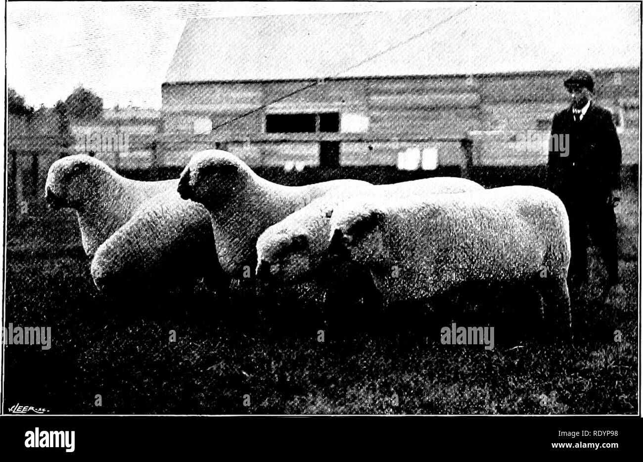 . Unsere heimische Tiere, ihre Gewohnheiten, Intelligenz und Nützlichkeit; tr. Aus dem Französischen von Gos. De Voogt, von Katharine S. Wormeley;. Heimische Tiere. Shropshire R. ams Foto J.T. Newman, Derkhanipstead H.A. Mi Hnsic unten R.. m I "lioto J.T., Xewnian Berkhanipstead "Waschen clay" als Fete Tag, an dem die Bewohner Bäder, die nicht Merel) - Externe nehmen gehalten wird. Der Dünger von das Schaf ist für ein ganzes Jahr nach links oben in den sheepcots, wo es Formen der Wurf der Tiere zu stapeln. Es ist Onl}" einmal genommen Ohr a)', im Frühjahr. Als mocirland Schafe sind besonders nützlich Stockfoto