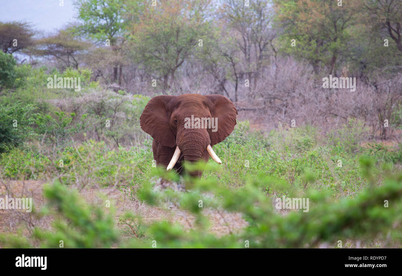 Bild eines afrikanischen Elefanten in Richtung Linse des Fotografen. Stockfoto