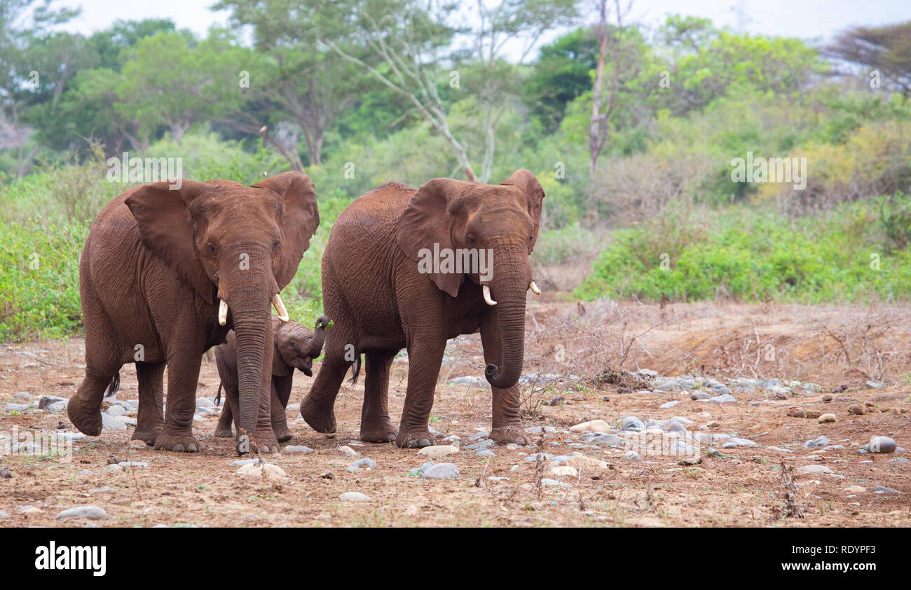 Bild von zwei afrikanischen weiblichen Elefanten Schutz ein Welpe in der  Mitte von Ihnen Stockfotografie - Alamy