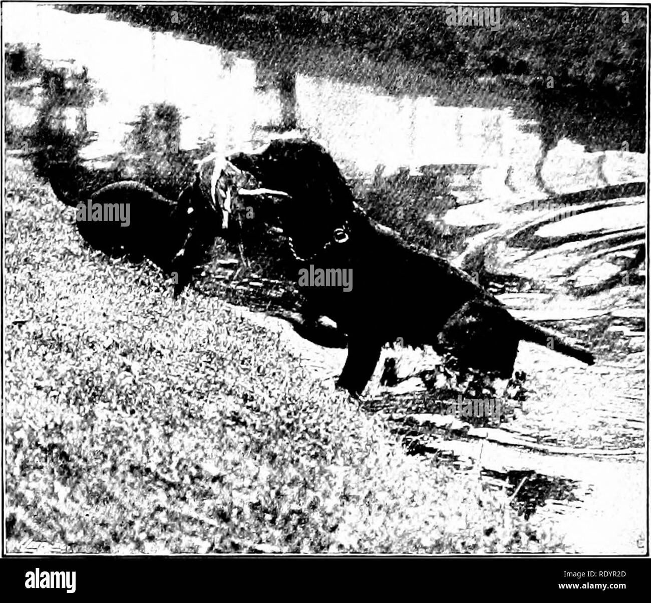 . Unsere heimische Tiere, ihre Gewohnheiten, Intelligenz und Nützlichkeit; tr. Aus dem Französischen von Gos. De Voogt, von Katharine S. Wormeley;. Haustiere. groß und vollkommen sicher in Ihrer eigenen Umgebung. Es ist gut hier zu behaupten, dass wenn ein Hund bei Ihnen eine e 'Ident inten-tion anzugreifen und zu beißen, dass es gefährlich ist, sich mit einem Stock oder imibrella, die onl-ihn mehr wütend machen zu verteidigen. Wenn Sie sa'e die Kuchen) unserer Beine wollen, ist es besser, lassen Sie hmi das Zuckerrohr oder dem Dach beißen, und schlug ihm mit der Faust so stark, wie Sie können auf dem Nasenbein. Er sofortige gehen Stockfoto