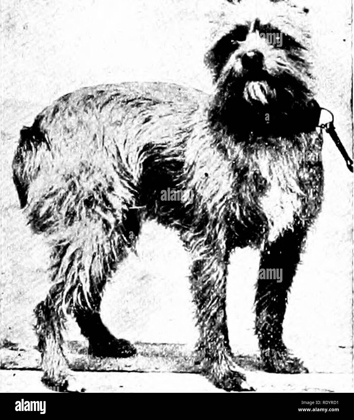 . Unsere heimische Tiere, ihre Gewohnheiten, Intelligenz und Nützlichkeit; tr. Aus dem Französischen von Gos. De Voogt, von Katharine S. Wormeley;. Haustiere. Diejenigen, die wissen wollen lundamen - Tally die Geschichte rjf die Hunde rennen, zu nehmen, als ihre Fii t Studie, der Hund, dessen t) |) e finden wir ahiKJSt sowohl während als auch vor der Chi' istian Ära imaltered. Seine lillie Form, seine jjointed Kopf, seine starke, schlanke Beine, seine Augen lull oi Feuer, seine kleinen, empfindlichen Ohren, und seine veiy tiefe Brust zeigen ihn auf einen Blick ein Hund bestimmt schnell ausgeführt werden, egal ob wir beurteilen, die von den Vertretungen von ihm foiu' Hun-dr Stockfoto