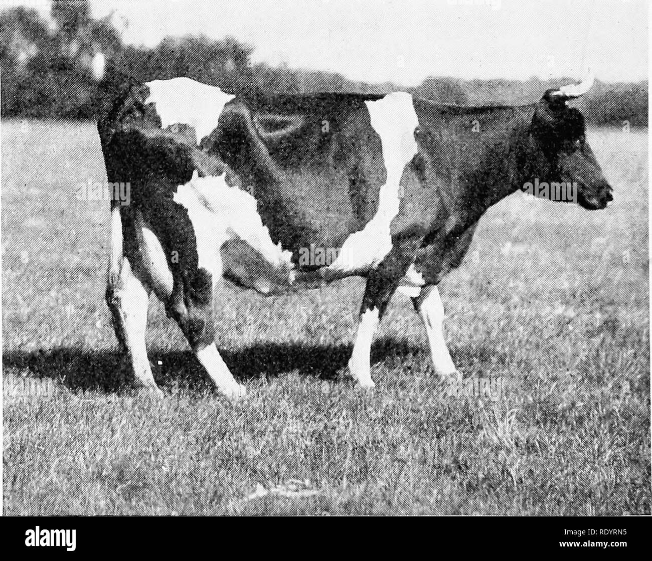 . Die Guernsey Rasse. Guernsey Vieh. 190 Die Guernsey Rasse, einzelne Datensätze des Tests waren wie folgt: Guernseys in der 90-tägigen Butter Name der Kuh und Eigentümer Milch Materna-N. K. Fairbank 3,511.8 Süsse Ada-John M. Eddy 3,225.5 Wählen Sie VI n-F. Shaw 2,986.1 Essenz - Levi S. Morton 2,847.5 Ethik von Cornwall-G. Howard Davison, 2,953.1 Amanda - James Logan Fisher 3,276.9 2,515.6 Aldine - Esra Michiner Rosette - Levi S. Morton 2,884.0 Lady von Ellerslie - Levi S. Morton 2,392.2 Prinzessin Aster II - Hopewell Bros 2,826.9 Mernie-CEO. C. Hill 2,346.1 Claudia - James Logan Fisher 2,377.7 Gräfin Cora-Francis Shaw Stockfoto