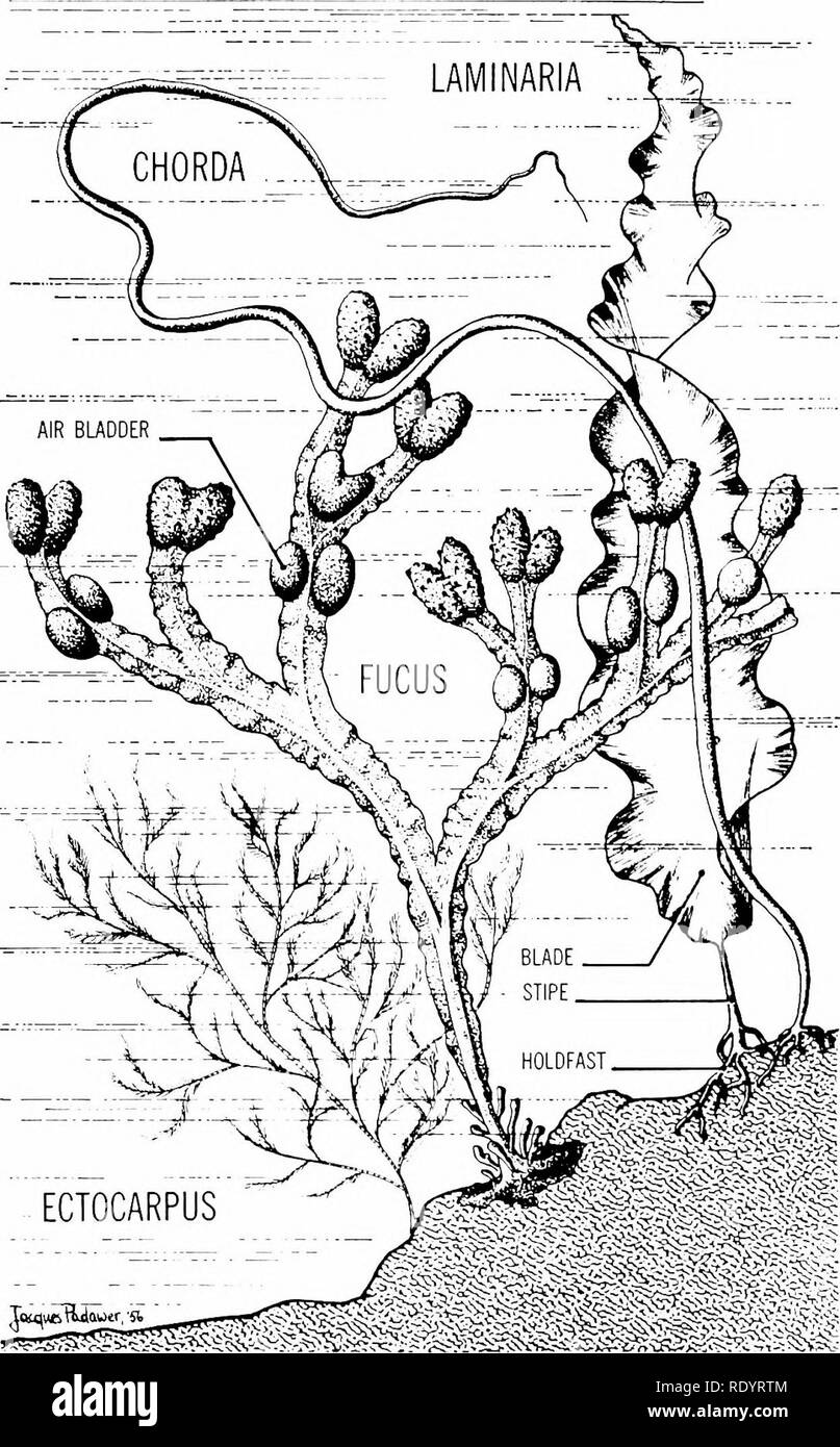 . Grundsätze der modernen Biologie. Biologie. 600 - Vererbung und Evolution. tion zu einem sehr frühen Zeitpunkt, wie in Abbildung 29-11 angezeigt. Die Rhodophytes (rote Algen). Die rote Algen, von denen es etwa 2500 Arten, neigen, den braunen Algen zu ähneln. Sie sind hauptsächlich Marine und Sie zeigen eine Vielzahl von Verzweigungen Formen (Abb. 31-6). Allerdings ist die rhodophytes leben meist in tieferen, weichere Wasser, so dass die Form, in der Regel, feiner ist und Lacy, und ihre Struk- tur ist nicht so hart und ledrig. Das rote Pigment (phycoerythrin) Der rhodophytes Abb. 31-5. Einige braune Algen (phae - ophyta). Stockfoto