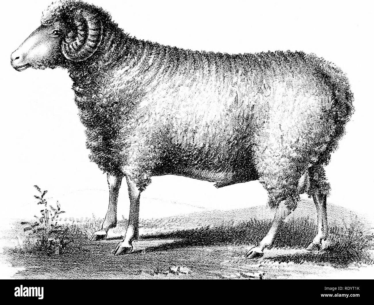 . Sonderbericht über die Geschichte und den derzeitigen Zustand der Schafe Industrie der Vereinigten Staaten. Schafe; 1892. Spanische MERINO RAM v.""™ t.H. EP B.. E0." s-aEo, ST." 0 "Po"-rE. , R aEo, H., .3 o. Pe... ce. tupv).. Bitte beachten Sie, dass diese Bilder sind von der gescannten Seite Bilder, die digital für die Lesbarkeit verbessert haben mögen - Färbung und Aussehen dieser Abbildungen können nicht perfekt dem Original ähneln. extrahiert. In den Vereinigten Staaten. Büro der tierischen Industrie; Lachs, D. E; Carman, Esra Ayers, 1834-1909; Heide, Hubert A., 1857 -; Minto, John, 1822-1915; DuBois, C., sgn; Fisch, Pierre A. (Pi Stockfoto