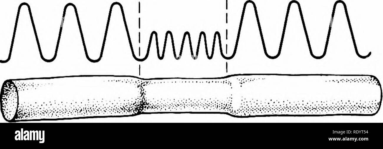 . Grundsätze der modernen Biologie. Biologie. Antworten von höheren Tieren: Das Nervensystem - 449 t % 100 1 2 3 y - 80 - 60 - M 20 i i i i i i i i i i i 11 i i i i i i i i i i 1111111.01 .02 .03 //me, Sekunden nitude Impuls bietet einen guten Index der unmittelbaren Zustand der Transmit-ting-Faser. So, zum Beispiel, wenn ein Abschnitt eines Nervs ist leicht vergiftet (Abb. 25-2), dieser Abschnitt überträgt schwächere Impulse so lange, wie die toxischen Zustand andauert; aber wenn Impulse verwalten eine beschädigte Re-gion einer Nervenzelle zu Verfahren, die Impulse wieder volle In-spannungszustandes, sobald Sie erreichen ein Original Stockfoto
