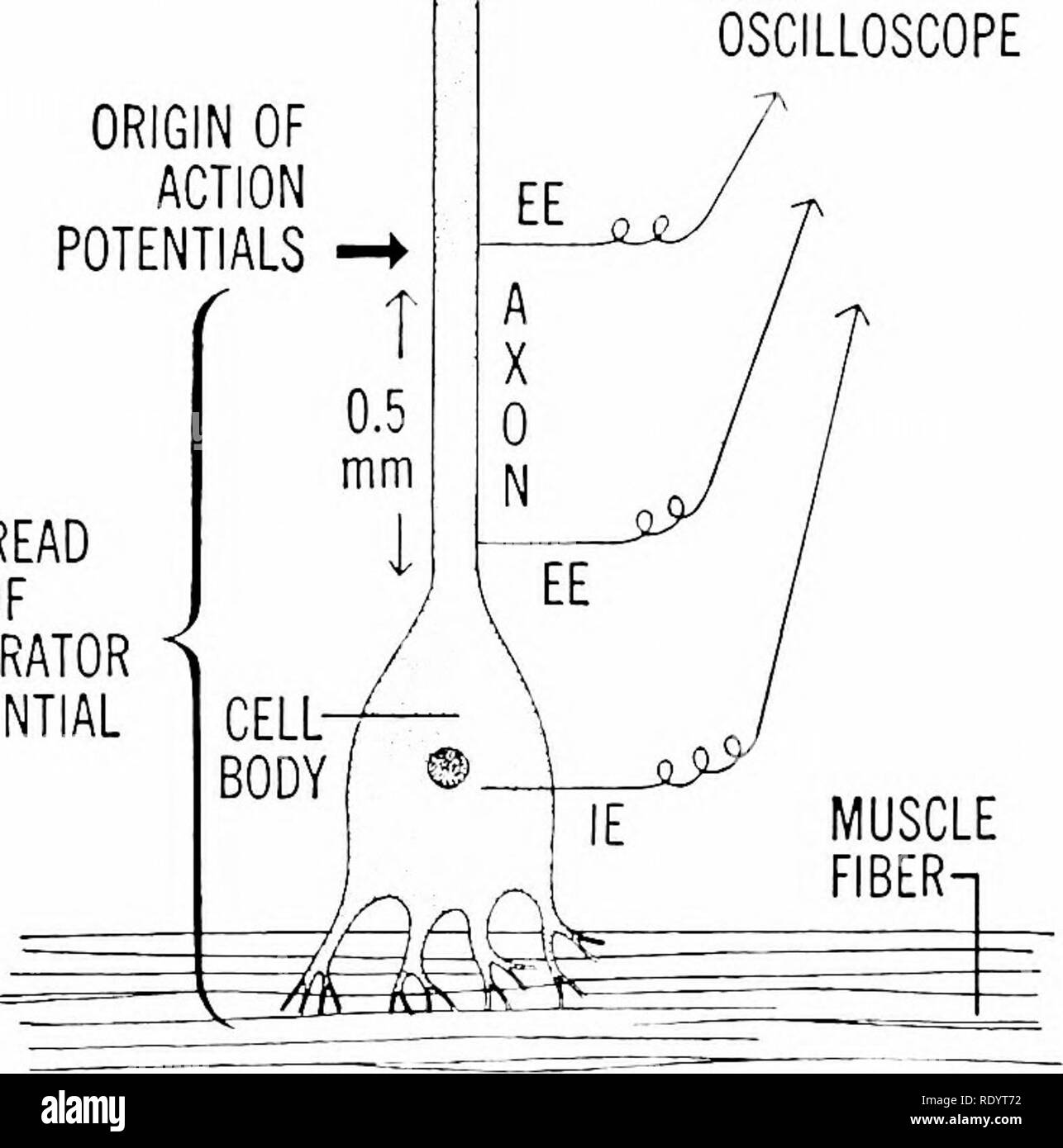 . Grundsätze der modernen Biologie. Biologie. 428 Vielzellige Tiere, vor allem Mann Zelle oder assoziierten Neuron, so klein diese können (Abb.15). 23-10). Solche Techniken haben Ermittler auf kleine Änderungen erkennen und in der Membran Potenziale der verschiedenen sensorischen - Neuronale couplets zu lokalisieren und zu ana- lyze die funktionelle Bedeutung dieser Änderungen. Zu VERSTÄRKER UND OSZILLOSKOP HERKUNFT VON AKTIONSPOTENZIALEN r Verbreitung 0 F J GENERATOR ich Potential. Abb. 23-10. Einzelligen "stretch-Rezeptor" einer Crusta - sauber Muskel. Eine Mikroelektrode (IE) ist im Zytoplasma der Körper des t platziert Stockfoto