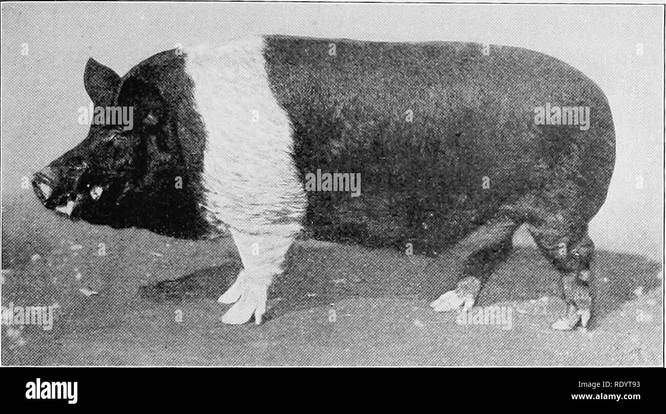 . Arten und Rassen der Tiere. Viehbestand. Das Hampshire 753 Drucken, mit dem Titel "Portrait eines Norfolk Thin Rined Hog." Dies zeigt eine wahre belted Hog, ähnlich der heutigen Hampshire, gezüchtet und von William K. Townsend von Prospect Hill gemästet, in der Nähe von New Haven, Connecticut, die im Januar 1840 geschlachtet wurde, und das bei einem 16 Monate alten hatten ein Gewicht von 480 Pfund. Die Wahrscheinlichkeit ist, dass dieser Norfolk dünne Rinde Schwein nicht eine eigene Rasse in Norfolk, England dar, für die britischen Behörden keine belted Schweinen in diesem County beziehen;. Abb. 351. Gattungen Stockfoto