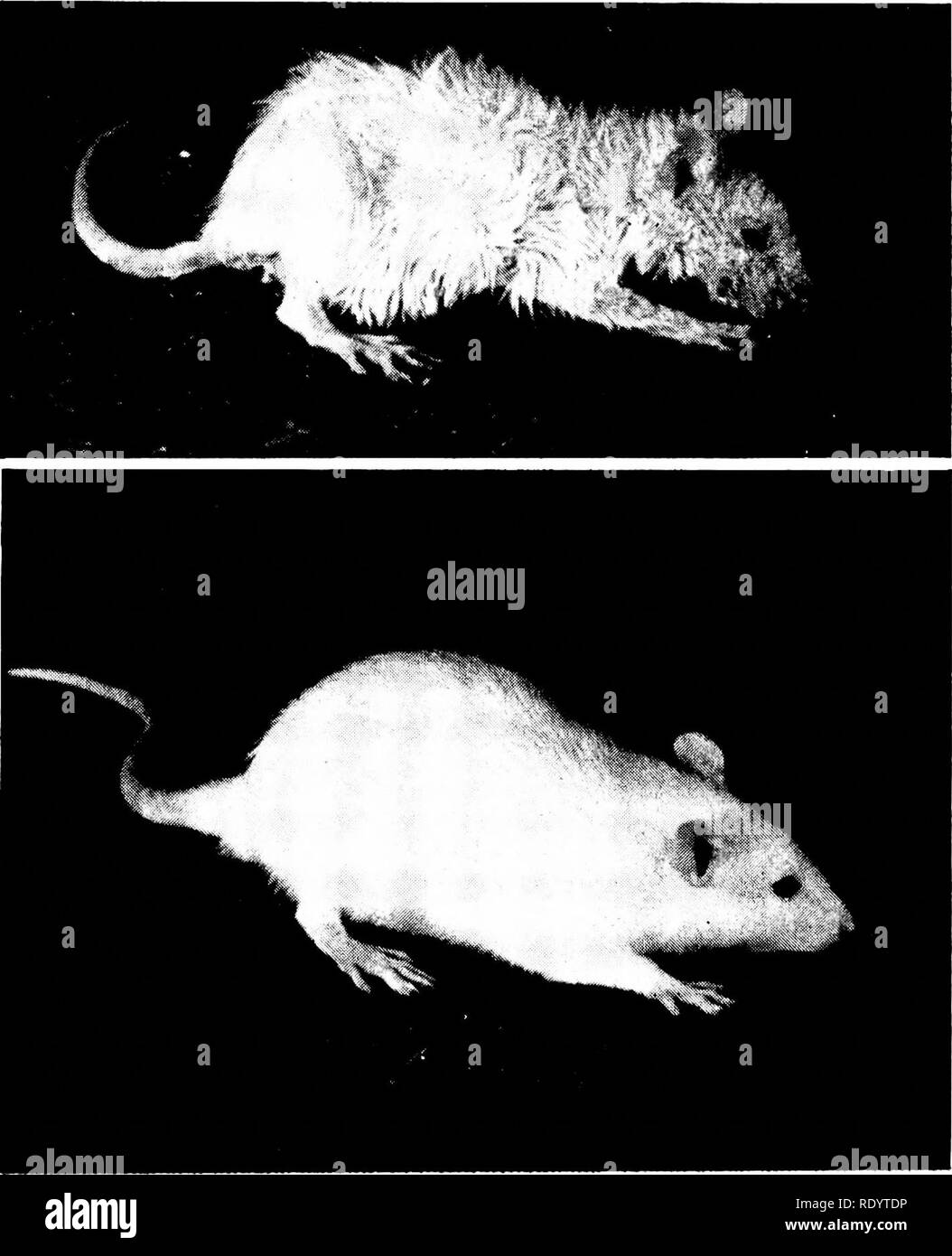 Grundsatze Der Modernen Biologie Biologie 352 Vielzellige Tiere Vor Allem Mann Bewegung In Eine Stunde Nachdem Das Vitamin Wird Intravenos Injiziert Abb 18 4 Drastische Beriberi Wurde Uberwiegend Fur Eine Zeit Unter Reis