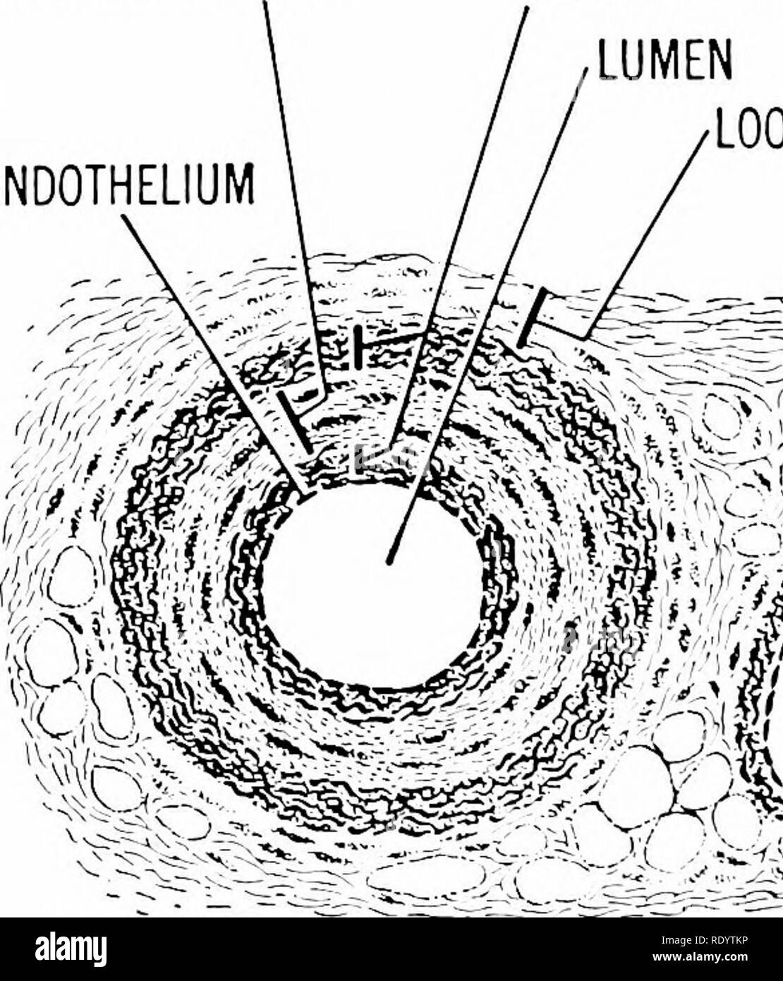 . Grundsätze der modernen Biologie. Biologie. Abb. 17-10. Principal Blutgefäße des Menschen und ihre Verbindungen mit der Herzkammern. Ventrale Ansicht. Stellen Sie sicher, dass Sie zwischen den systemischen und pulmonalen Stromkreise (siehe Text, S. 327) unterscheiden. ziemlich häufigen Abständen innerhalb der Adern, aber nicht innerhalb der Arterien. Die gleichen drei Schichten des Gewebes in den Wänden einer Arterie und Vene vorhanden, auch wenn diese Schichten dicker sind und mehr klar in die Arterie verurteilt. Die innere Schicht (Abb. 17 - 11) ist das Endothel, eine glatte Innenfutter squamous Epithelzellen, die mehr oder weniger wie die Steine Stockfoto