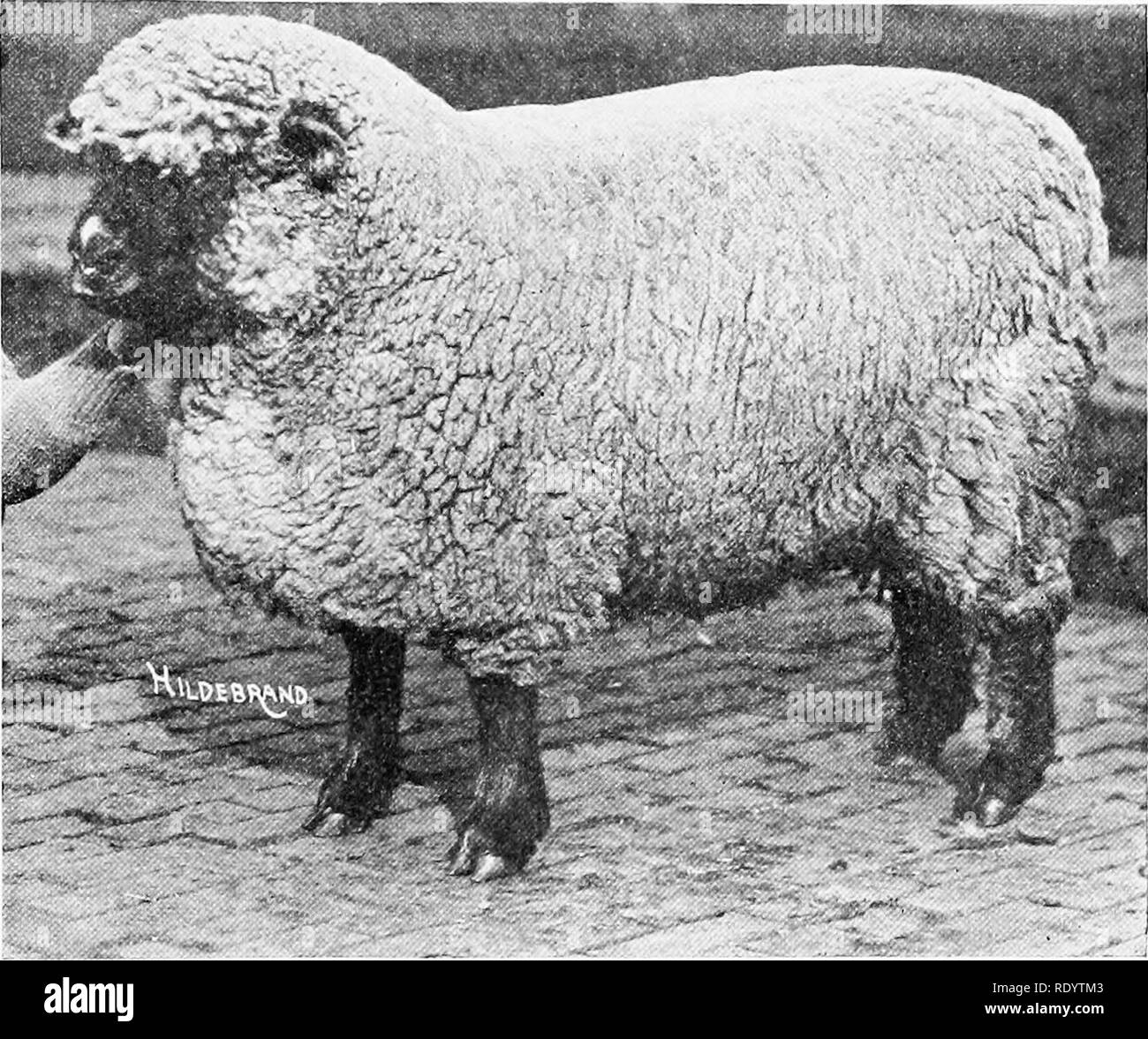 . Tiere auf dem Bauernhof. Viehbestand. Schafe 185 Arten und Rassen VON SCHAFEN DIE MEISTEN tho verbesserte Rassen von Schafen der Gegenwart ihre Herkunft zu England trace; auch wenn einige aus Spanien kam und einige aus Frankreich. Es gibt zwei Arten von jirincijial Schafe, nämlich die feine Wolle Schafe und Schaffleisch Schafe. Feine WOLLE SCHAF feine Wolle slieep waren die Ersten, die der modernen Arten von Schafen entwickelt werden. Sie zurückverfolgen, fast an alte civiliza-. Abb. . Sr,. - Oxfor&lt; ich Ewe. Fitlod Für zeigen. tion und kam zu uns durch den südlichen europäischen Ländern. Spanien ist speziell für die Produktion von tliis festgestellt Stockfoto