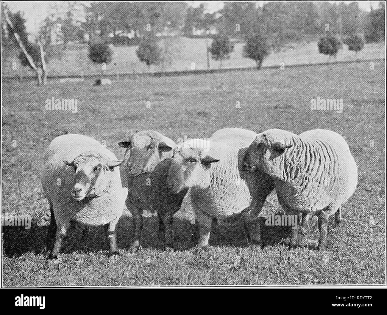 . Arten und Rassen der Tiere. Viehbestand. Das Hampshire NACH UNTEN 577er erlitt Verluste in der Größe, aber er ausgewählt, um die feineren - Entbeint, kleinere Mutterschafe und gezüchtet nur die größeren, robuster, mit Wahl entitled Widder aus seiner eigenen Zucht. Herr Humphrey war ganz besonders über seine Vererber und die Mutterschafe, zu dem sie gezüchtet wurden, verkaufen alle unerwünschte Tiere zum Metzger. Nach seinen alten Hirten, Abraham Hopkina,^ Er nie gekauft Mutterschafe aber einmal, zu welchem Anlass sicherte er 25 von einer Menge 100;. Abb. 267. Hampshire, die Rams in Chilmark Bauernhöfe, New York. Aus Foto, mit freundlicher Genehmigung von Stockfoto