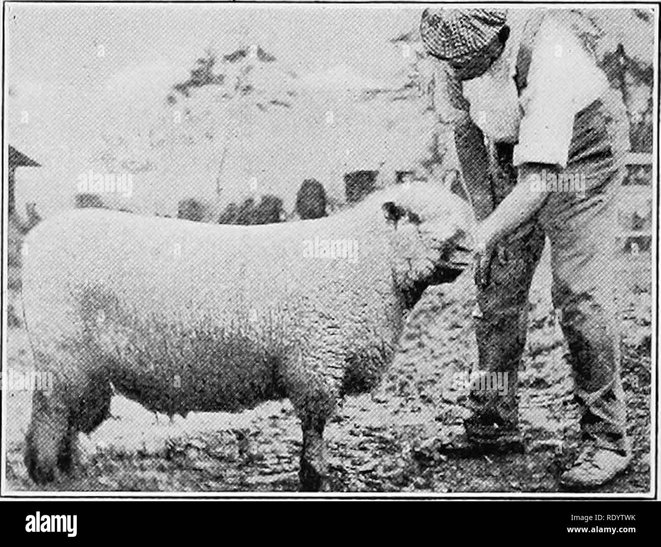 . Arten und Rassen der Tiere. Viehbestand. 55^Schafe zu 250 Pfund für Rams und 140 bis 180 Pfund für Mutterschafe. Zwei-hundert-und-fünfzig-lbs-Rams cind ein-hundert-und-achtzig-lbs Mutterschafe sind sehr außergewöhnlich, ungeachtet der gegenwärtigen Tendenz zu mehr Größe zu züchten, als es der Fall vor ein paar Jahren war. Im Ring, vorausgesetzt, es wurde sufificient Qualität, die größeren Shropshires erhalten bevorzugt aus der Kritiker, obwohl exces - sive Größe als unerwünscht ist, da untergröße. Der shropshire als Schaf Schaf ist eines übergeordneten Auftrag, Rang - ing Neben dem Southdown und oft gefüttert equalin Stockfoto