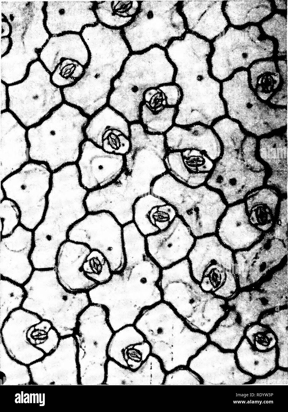 . Grundsätze der modernen Biologie. Biologie. 242 - vielzelligen Pflanzen storage Gewebezellen chloroplasten besitzen und weiterhin auf die Photosynthese als sec ondary Funktion auszuführen; und das vaskuläre Gewebe von Moosen ist eines sehr primitiven Typ, der sich nicht auf die Effizienz der wahren vaskuläre Gewebe (s. Ansatz 244) der Farn- und Samenpflanzen. Übergangszeit ENTWICKLUNGEN: ÜBERLEGENHEIT DER SPOROPHYT GENERATION Unter den bryophyta Die gametophyte Generation zeigt eine begrenzte Eignung mit dem Land Umgebung fertig zu werden; und wenig Evolu-revolutionären Fortschritt wurde durch die in den letzten g Bryophyta Stockfoto