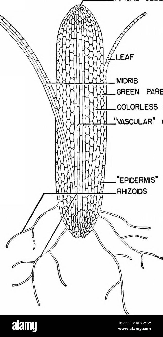 . Grundsätze der modernen Biologie. Biologie. Ernährung von VIELZELLIGEN Pflanzen - 241 APIKALEN ZELLE MITTELRIPPE grün Parenchym farbloses Parenchym Avaskulären" Zelle. Abb. 13-6. Diagramm der Längsschnitt der MOSS-Anlage. In den Boden vom unteren Ende des Schaftes, sind einfache verzweigten Filamenten aus farblosem, längliche Zellen, oft in Stout root Twisted wie Stränge. Wie die wahren Wurzeln der höheren Pflanzen, die rhizoids dienen sowohl für die Absorption und Anhang; aber strukturell die rhizoids sind viel einfacher als die wahren Wurzeln (s. 246). In den meisten Moose, die Klinge von jedem Blatt aus einem einzigen Stockfoto