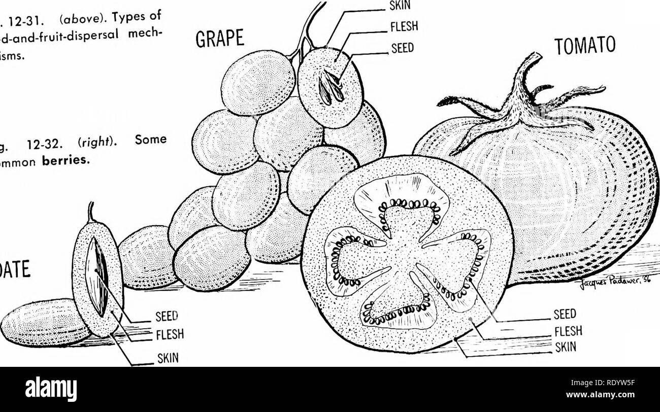 . Grundsätze der modernen Biologie. Biologie. JACQUES PTOWJEft SI Abb. 12-31. (Oben). Arten von Saatgut - und - Obst - Zerstreuung mech-anisms. Abb. 12-32. (Righ") - Einige gemeinsame Beeren.. Datum PftiawcC^ C. Bitte beachten Sie, dass diese Bilder sind von der gescannten Seite Bilder, die digital für die Lesbarkeit verbessert haben mögen - Färbung und Aussehen dieser Abbildungen können nicht perfekt dem Original ähneln. extrahiert. Marsland, Douglas, 1899 -. New York, Holt, Rinehart und Winston Stockfoto