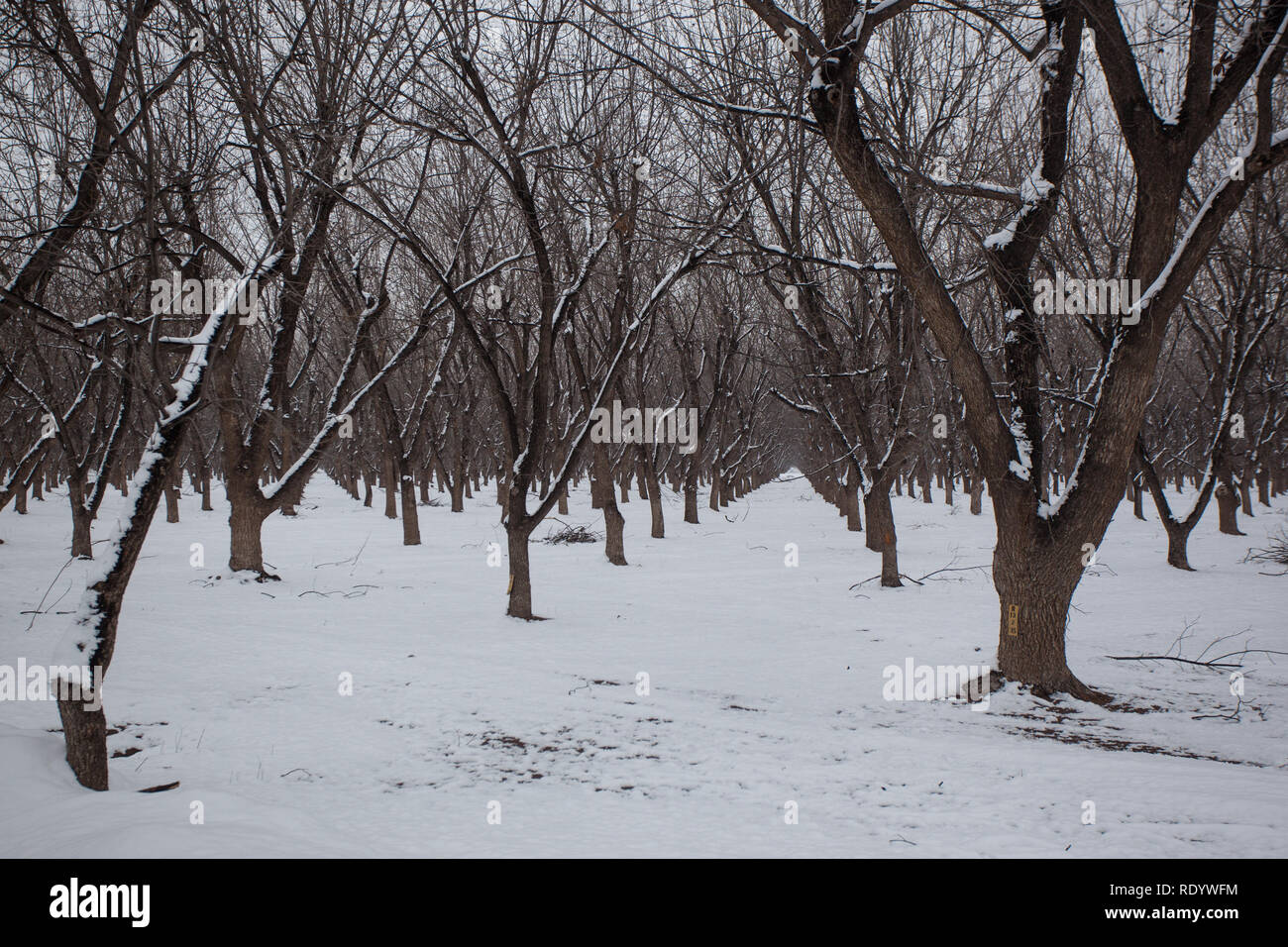 Der Schnee eine junge Pecan Grove in New Mexico Mesilla Valley Stockfoto