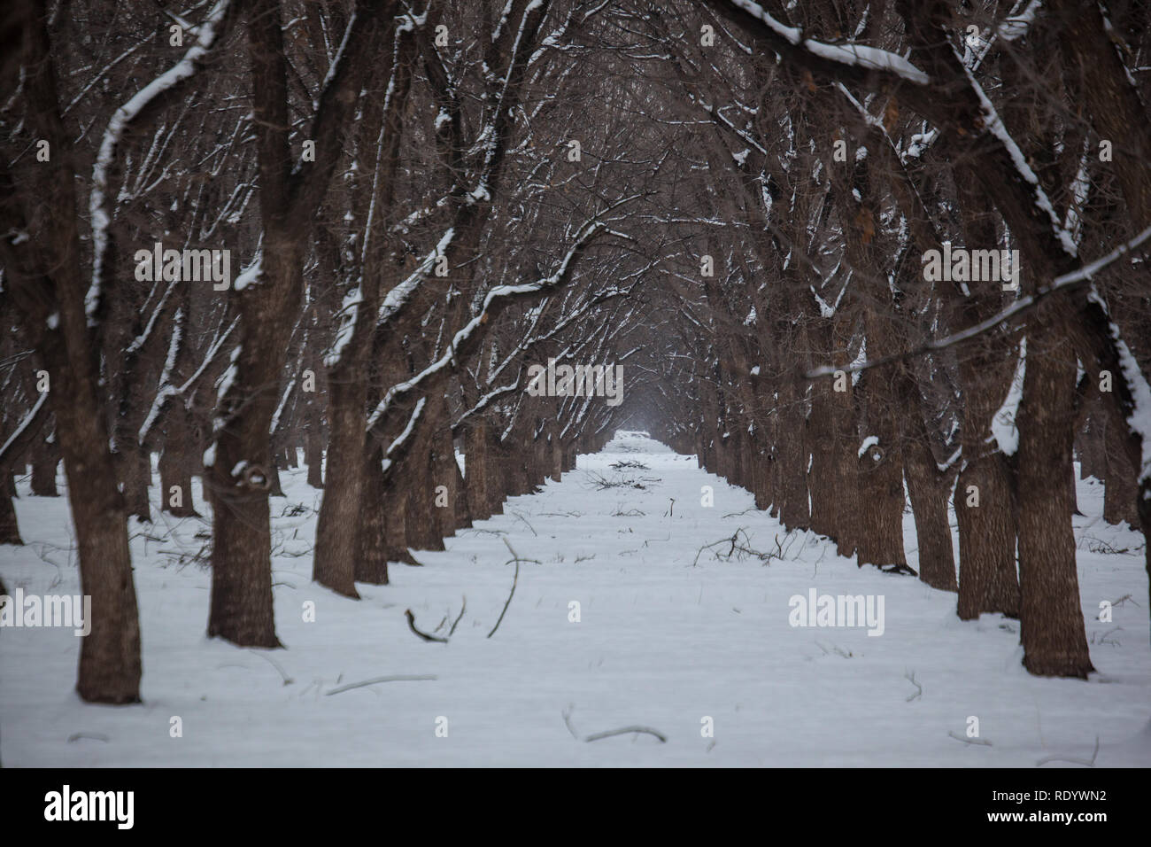 Der Schnee Reihen von Bäumen in einem Pecan Grove in New Mexico Mesilla Valley, in der Nähe von Las Cruces Stockfoto
