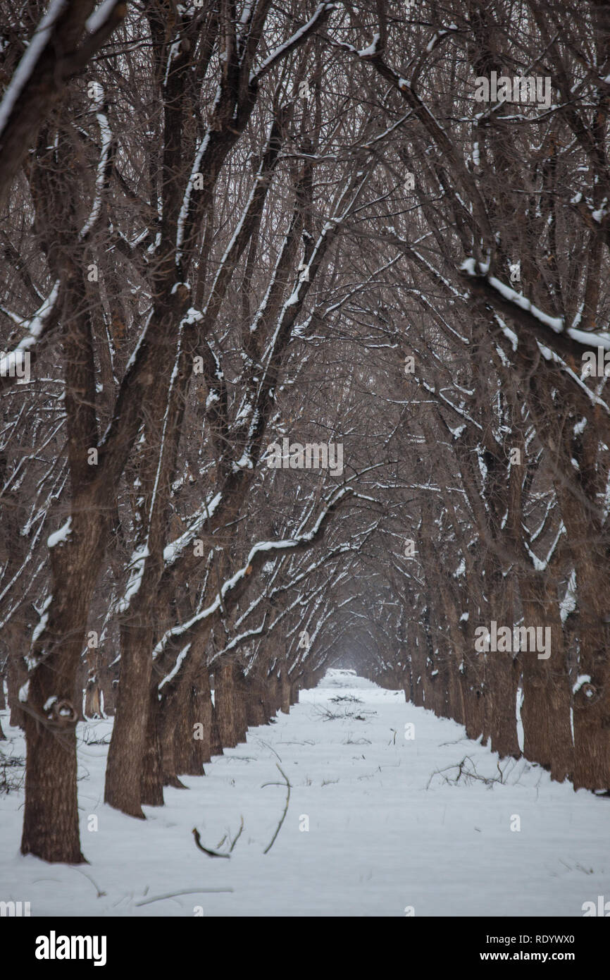 Der Schnee Reihen von Bäumen in einem Pecan Grove in New Mexico Mesilla Valley, in der Nähe von Las Cruces Stockfoto