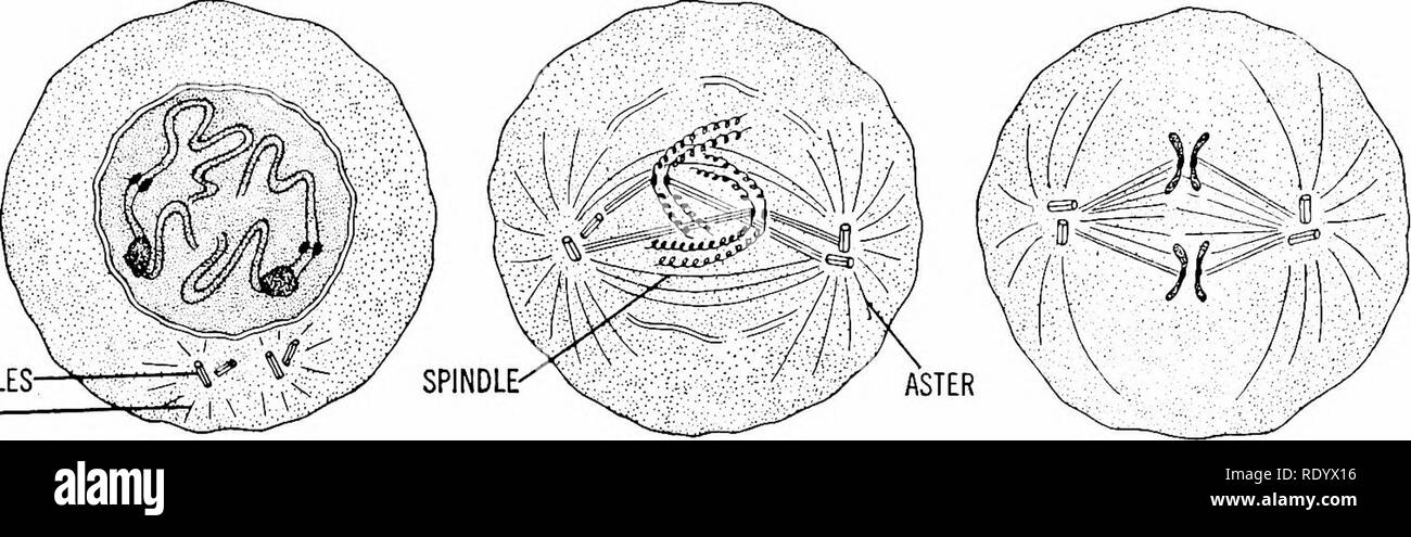 . Grundsätze der modernen Biologie. Biologie. Anfang der Zellteilung in Bezug auf Reproduktion - 43 spät. Zentriolen ASTER-PROPHASES METAPHASEN FRÜH SPÄT. Bitte beachten Sie, dass diese Bilder sind von der gescannten Seite Bilder, die digital für die Lesbarkeit verbessert haben mögen - Färbung und Aussehen dieser Abbildungen können nicht perfekt dem Original ähneln. extrahiert. Marsland, Douglas, 1899 -. New York, Holt, Rinehart und Winston Stockfoto