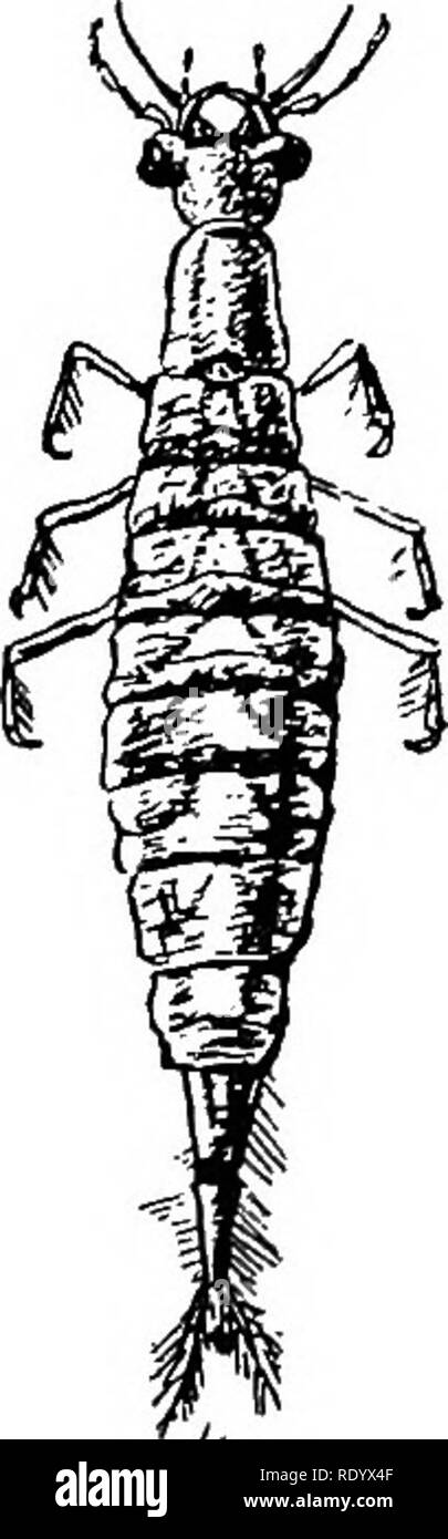 . Goldfisch Rassen und andere Aquarienfische, ihre Pflege und Vermehrung; ein Leitfaden für Süß- und Meerwasseraquarien, ihre Fauna, Flora und Management. Aquarien; Goldfische. Aquatische INSEKTEN VON SÜSSWASSER Nahrung für viele der größeren Insekten, junge Fische, etc. Net-winged Mücken sind eine sehr zahlreiche Familie von Hunderten von Gen'ra und Arten. Aquatische fliegt. Einige der fliegen Häufige Wasserläufe, Teiche und Pools, in denen Sie Eier und wo Sie passieren die Larven und pupal Stadium. Unter diesen sind die MOTTEN wie Fliegen der Familie Psycho-Tat&lt; £ der Kran - fliegt der Familien Tipulid^, Syr Stockfoto